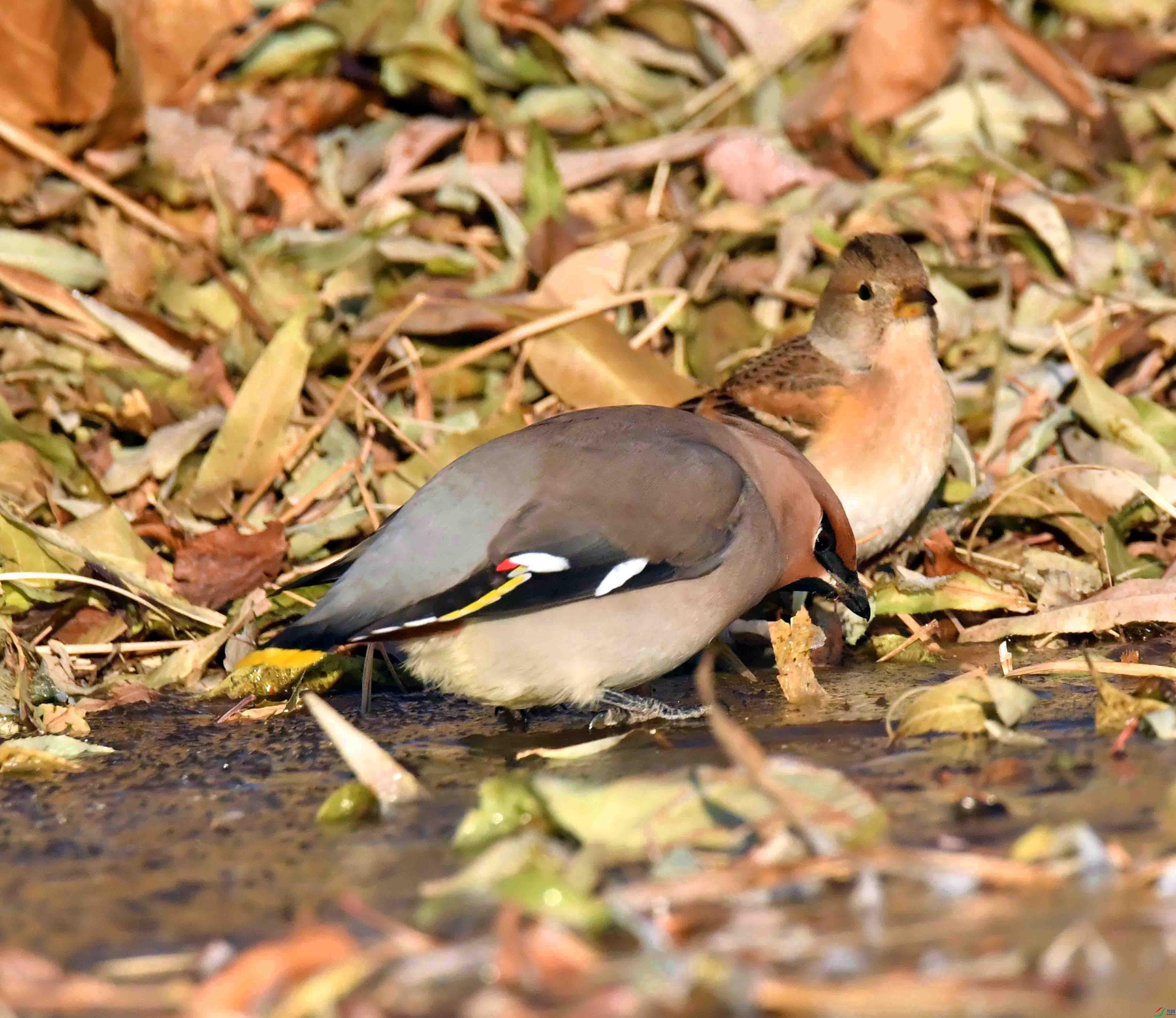 DSC_8271.JPG