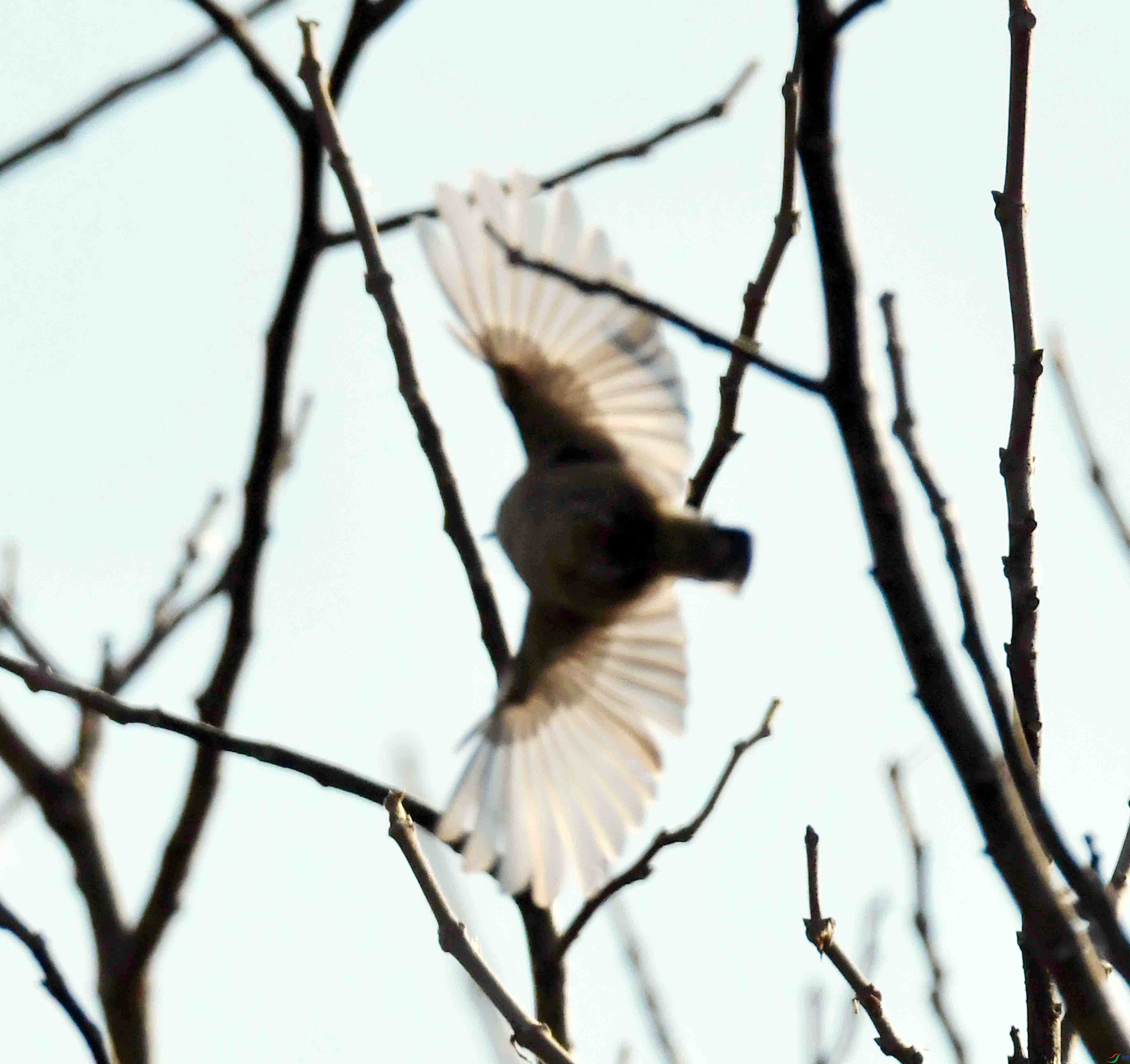 DSC_2704.JPG