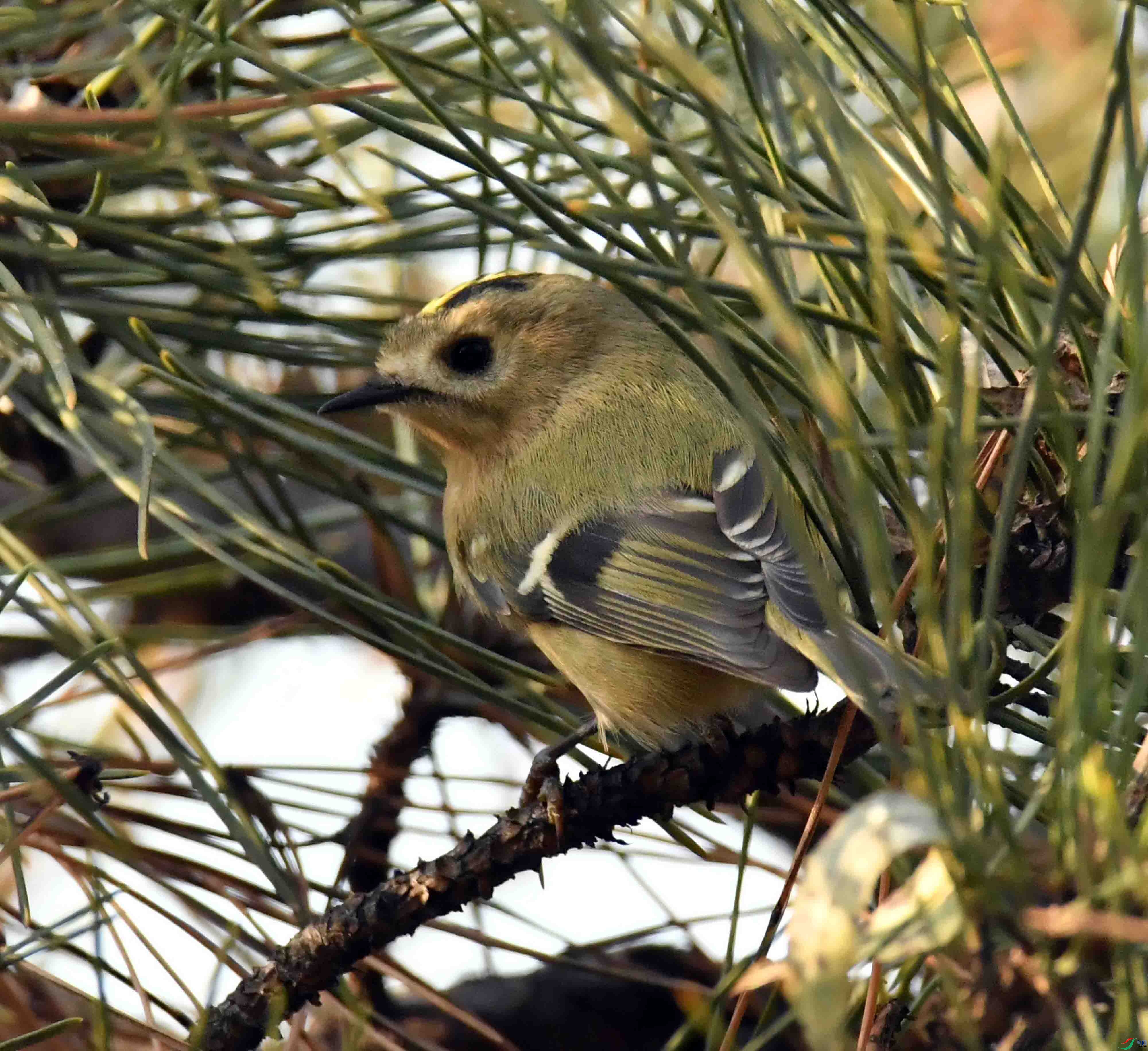 DSC_9514.JPG