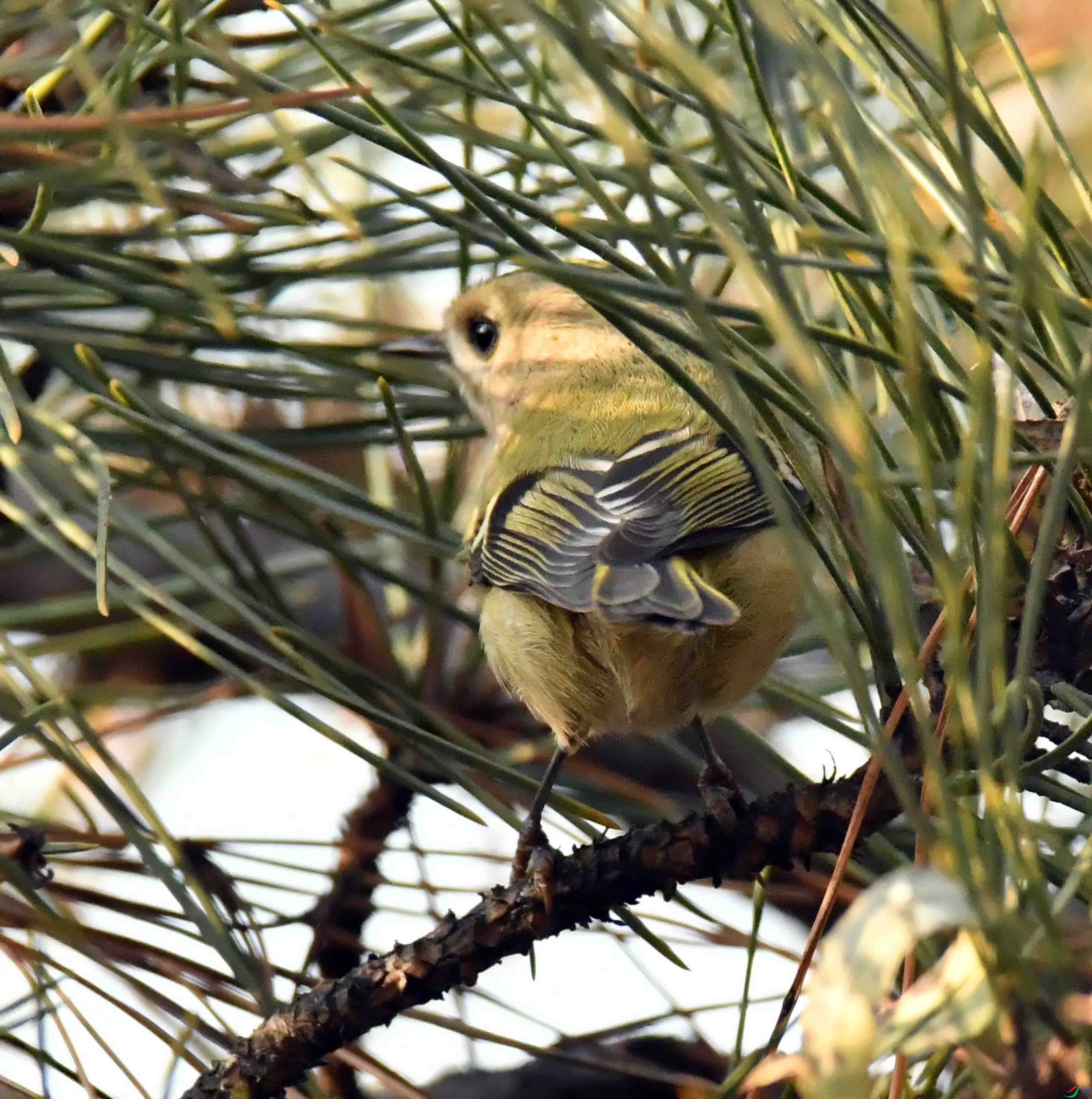 DSC_9510.JPG