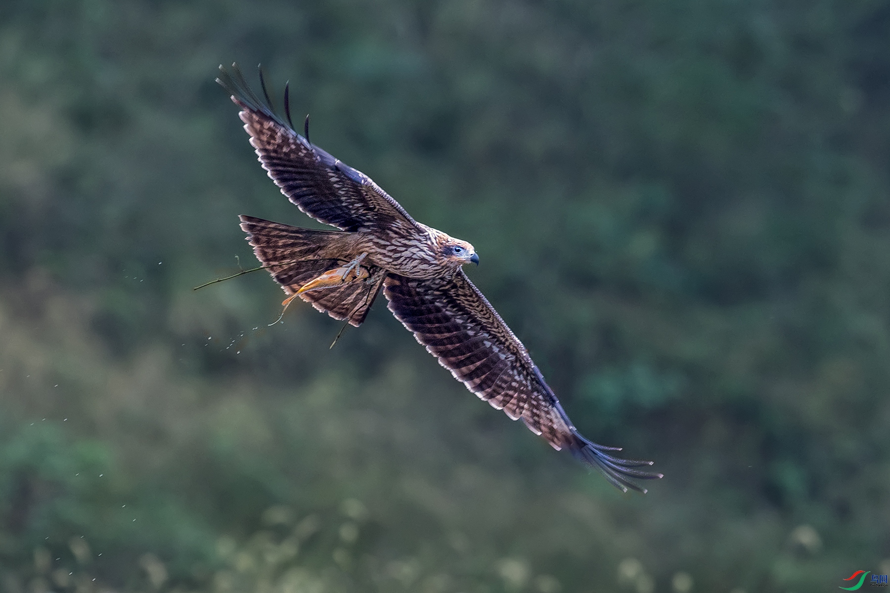 �ڶ��----��צ�������鷢