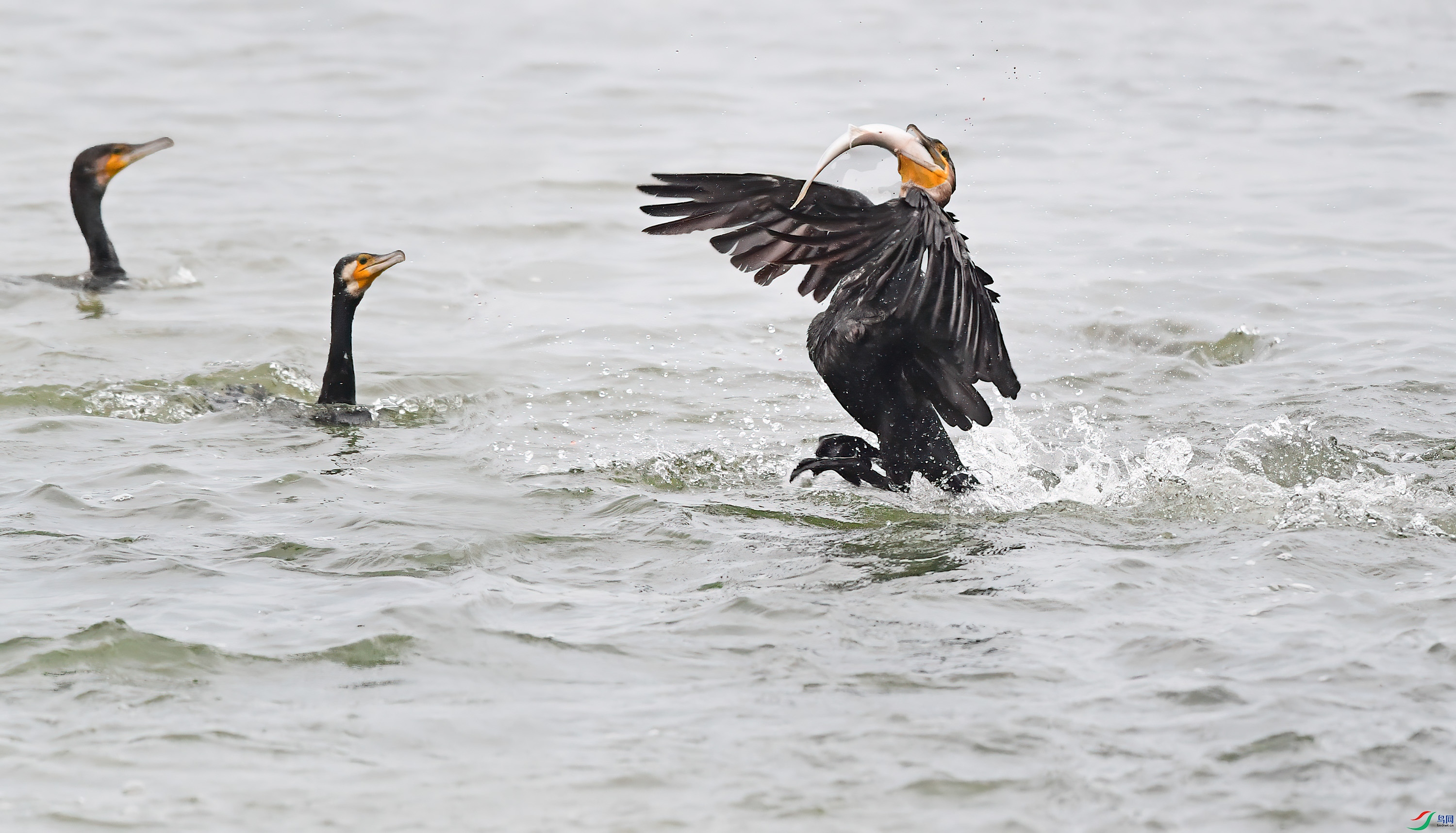 DSC_3284 ����.jpg