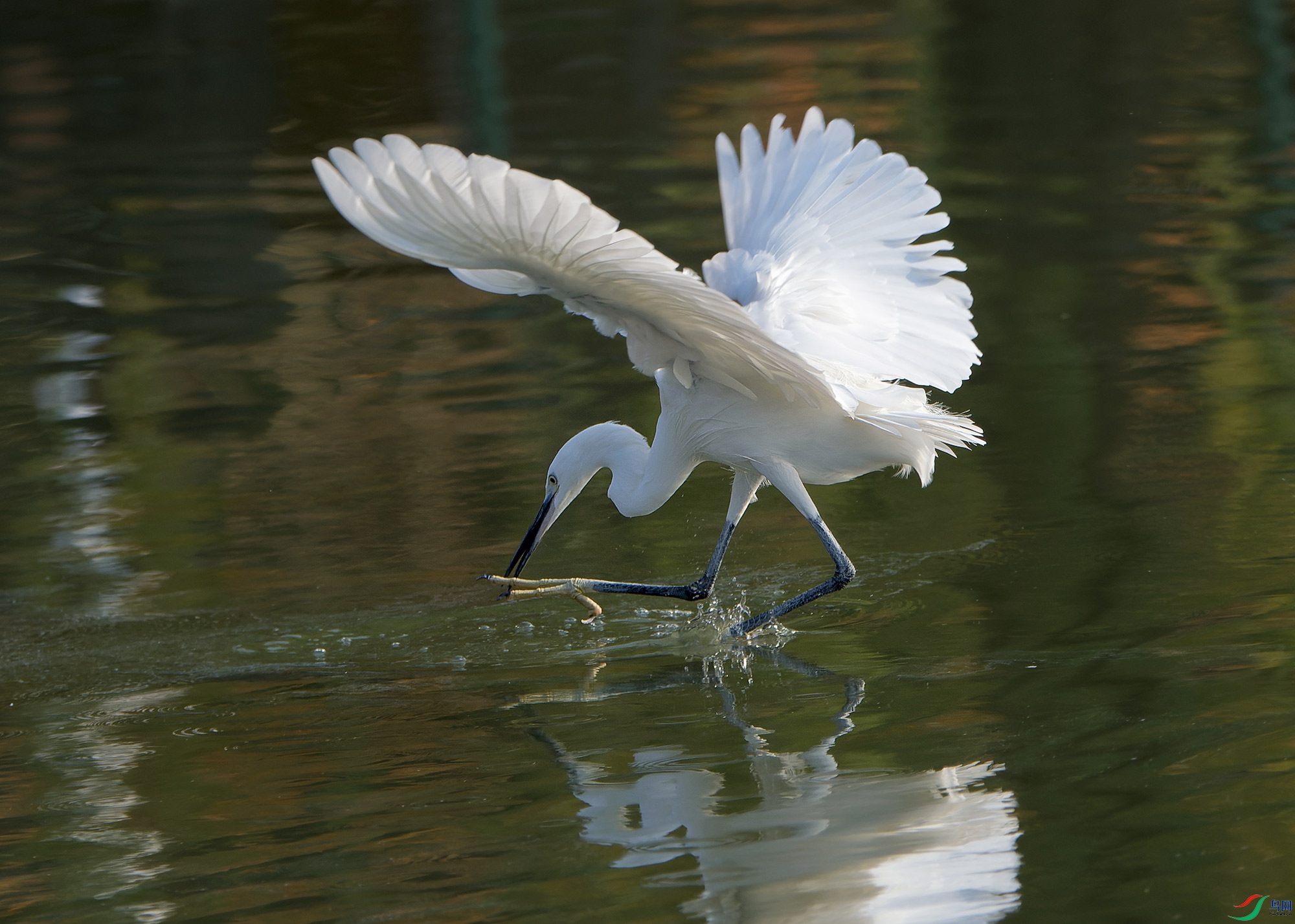 DSC_6468.jpg