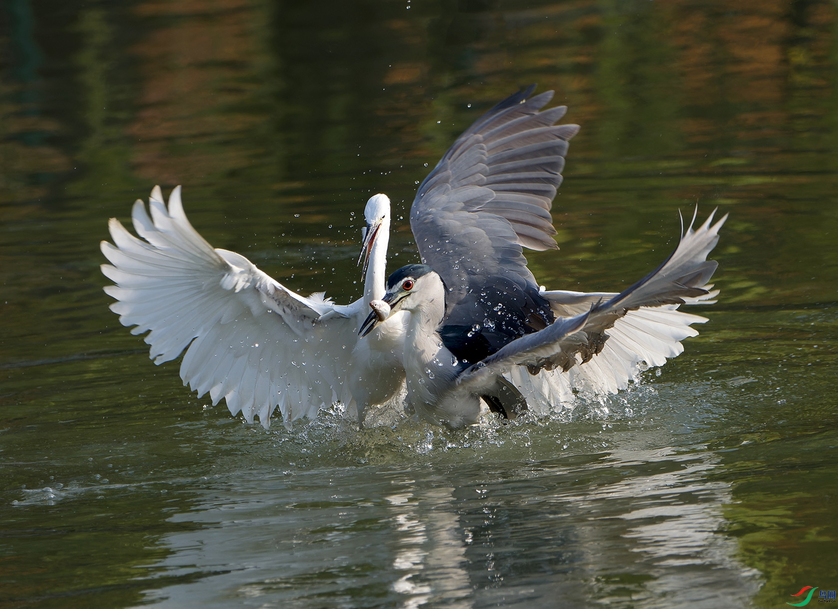DSC_6507.jpg