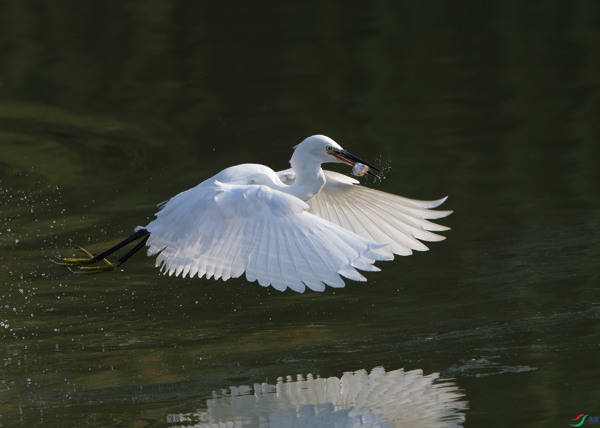 DSC_6522.jpg