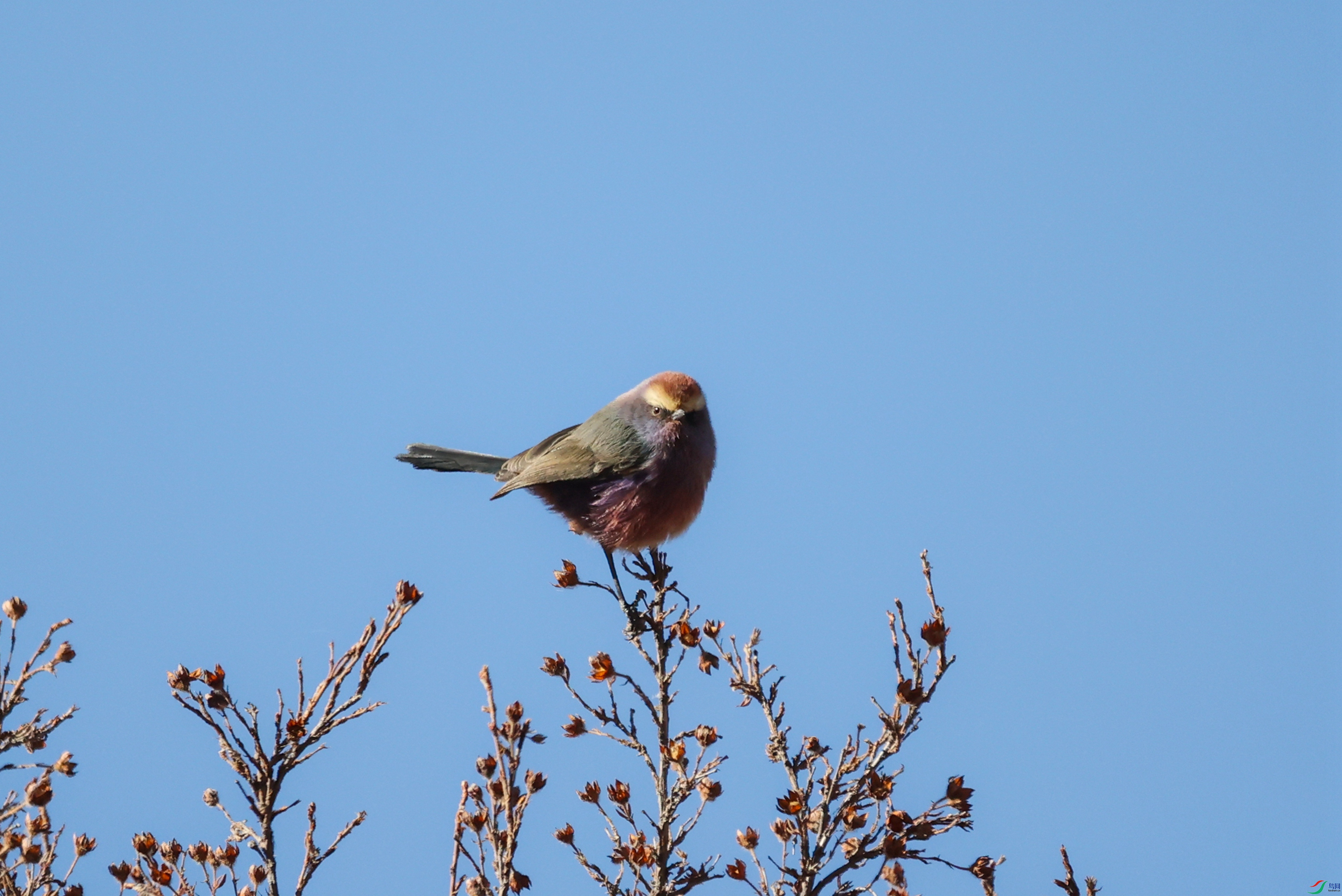 381A9700 - ����.JPG