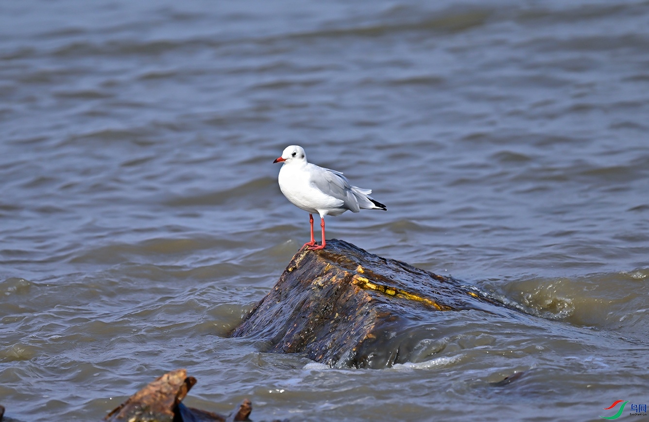 _DSC6555f_��ͼ��.jpg