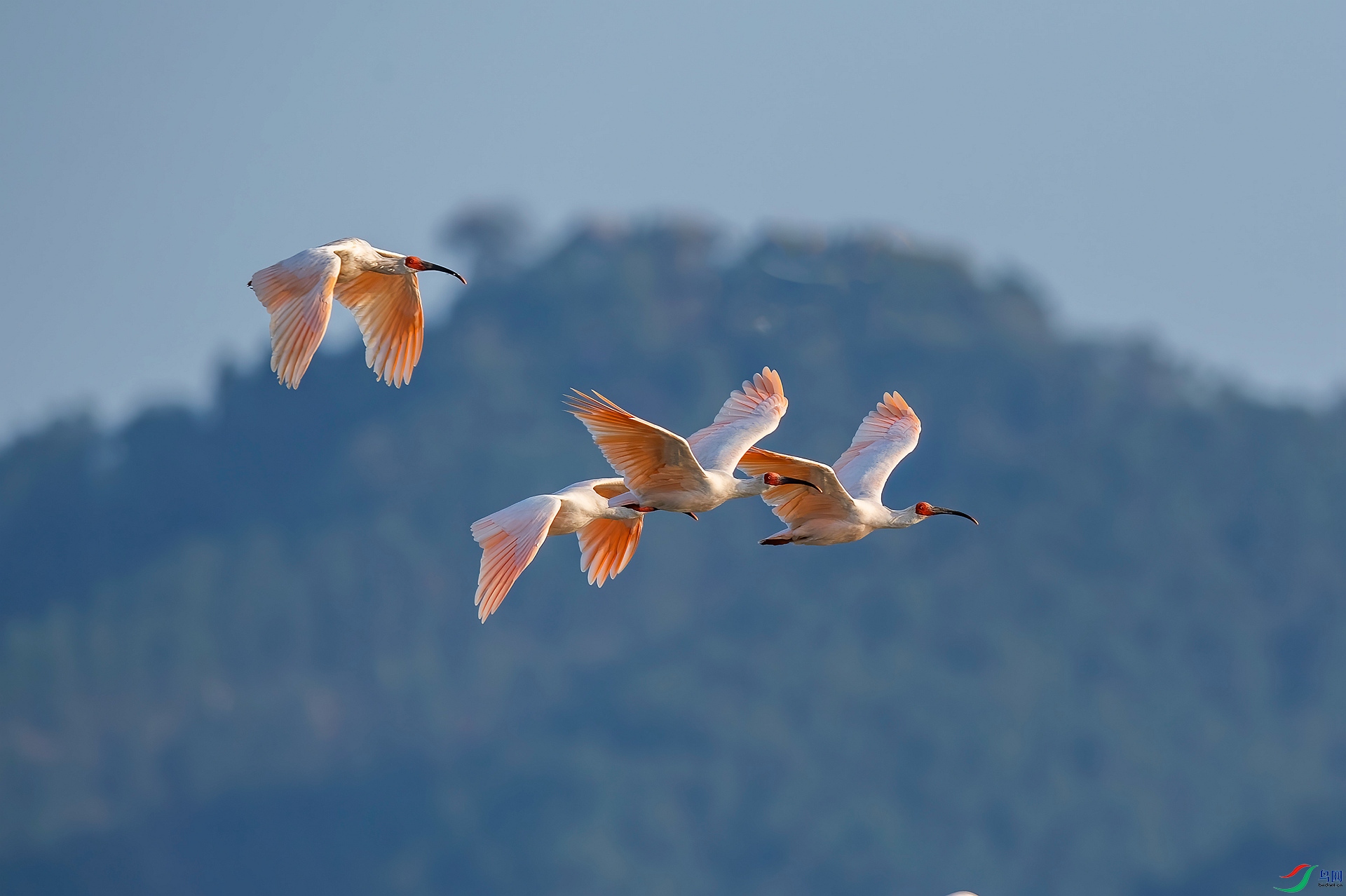 DSC_0051 ����_����.jpg