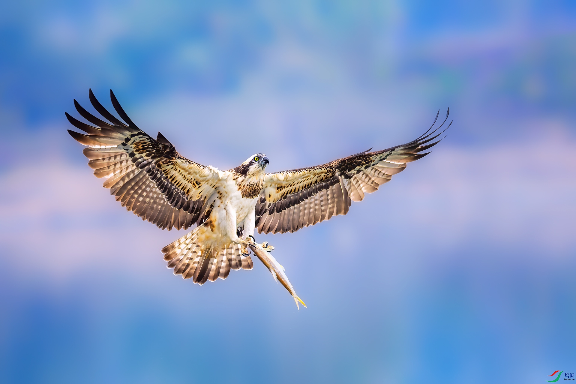 0_D5D1366-NEF_DxO_DeepPRIME.jpg