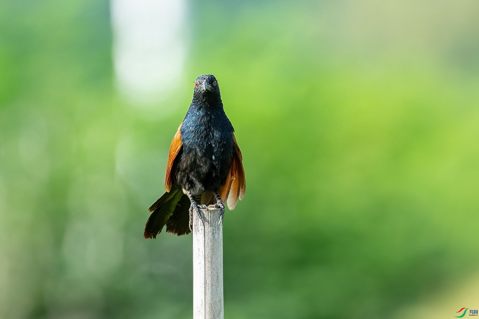 DSC_2017.jpg