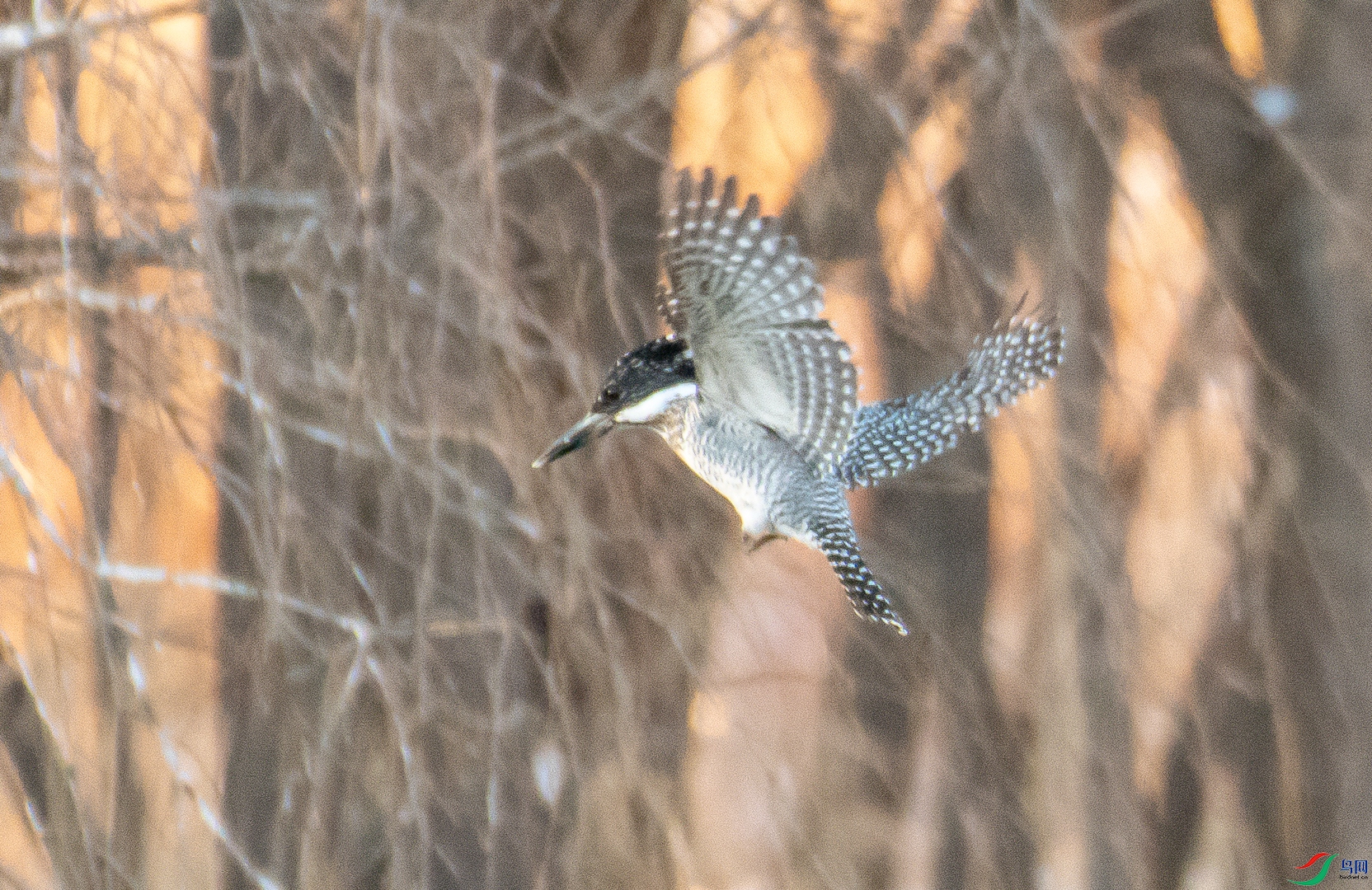DSC_2082.jpg