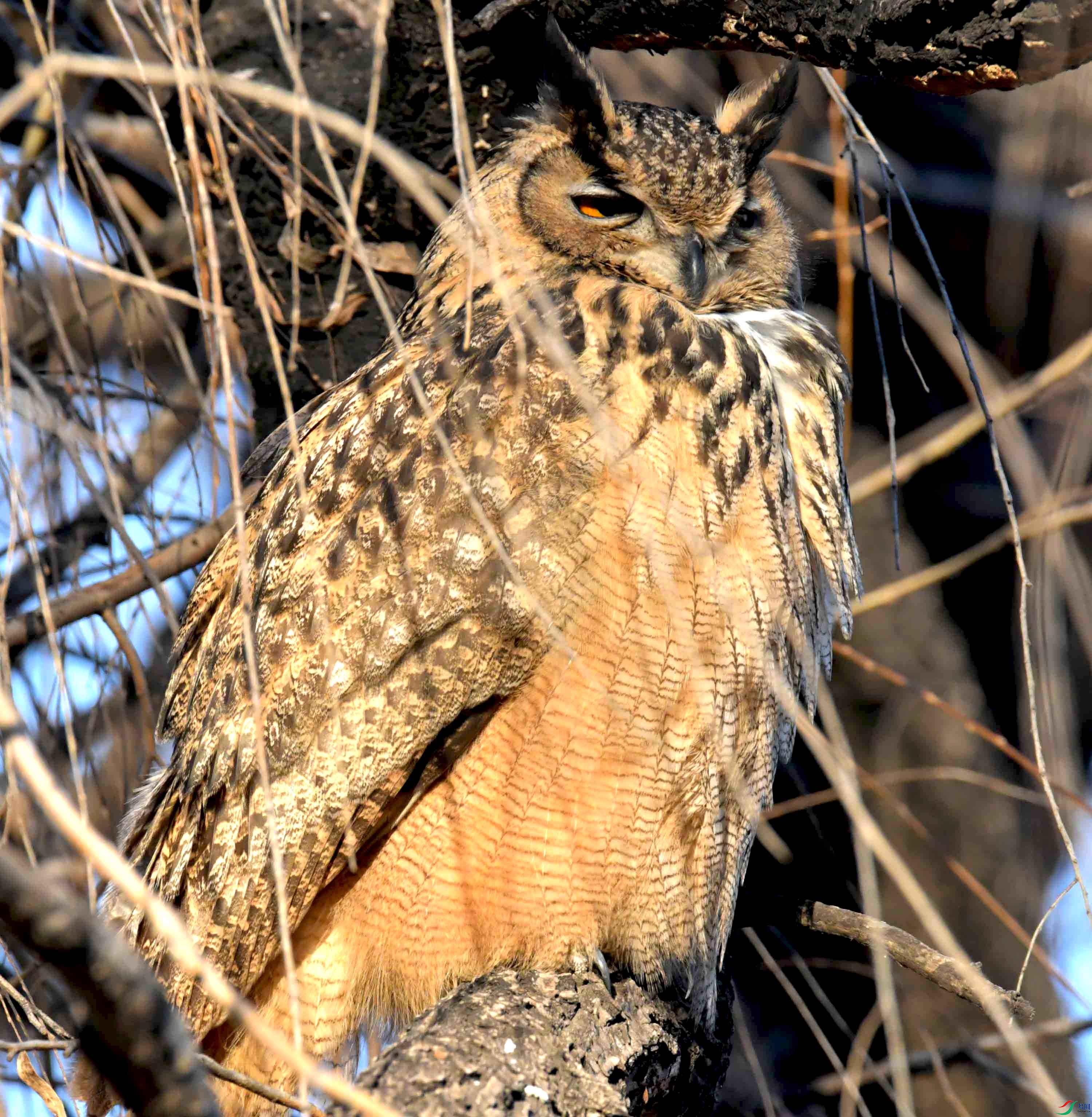 DSC_6447.JPG
