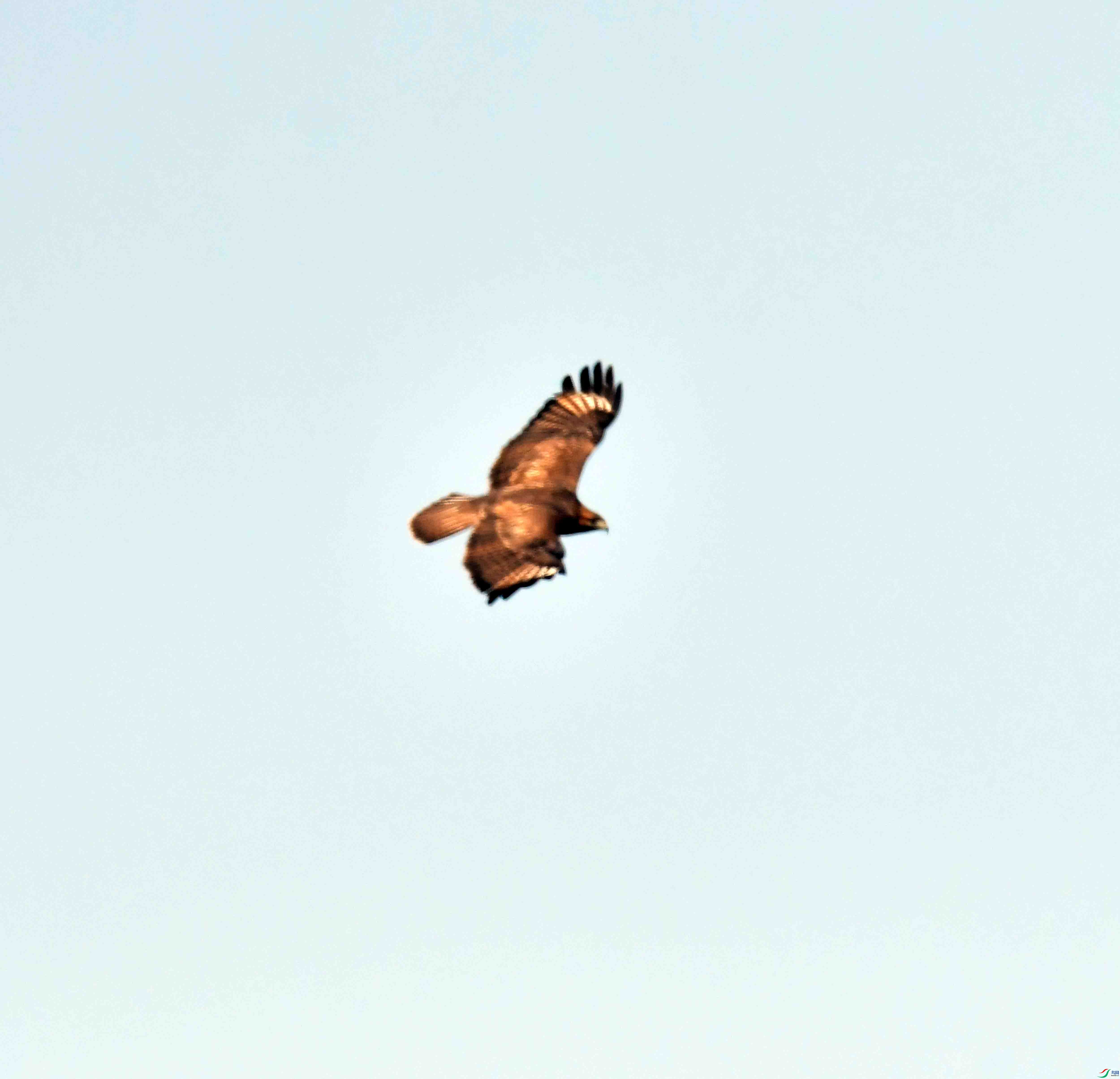 DSC_0443.JPG