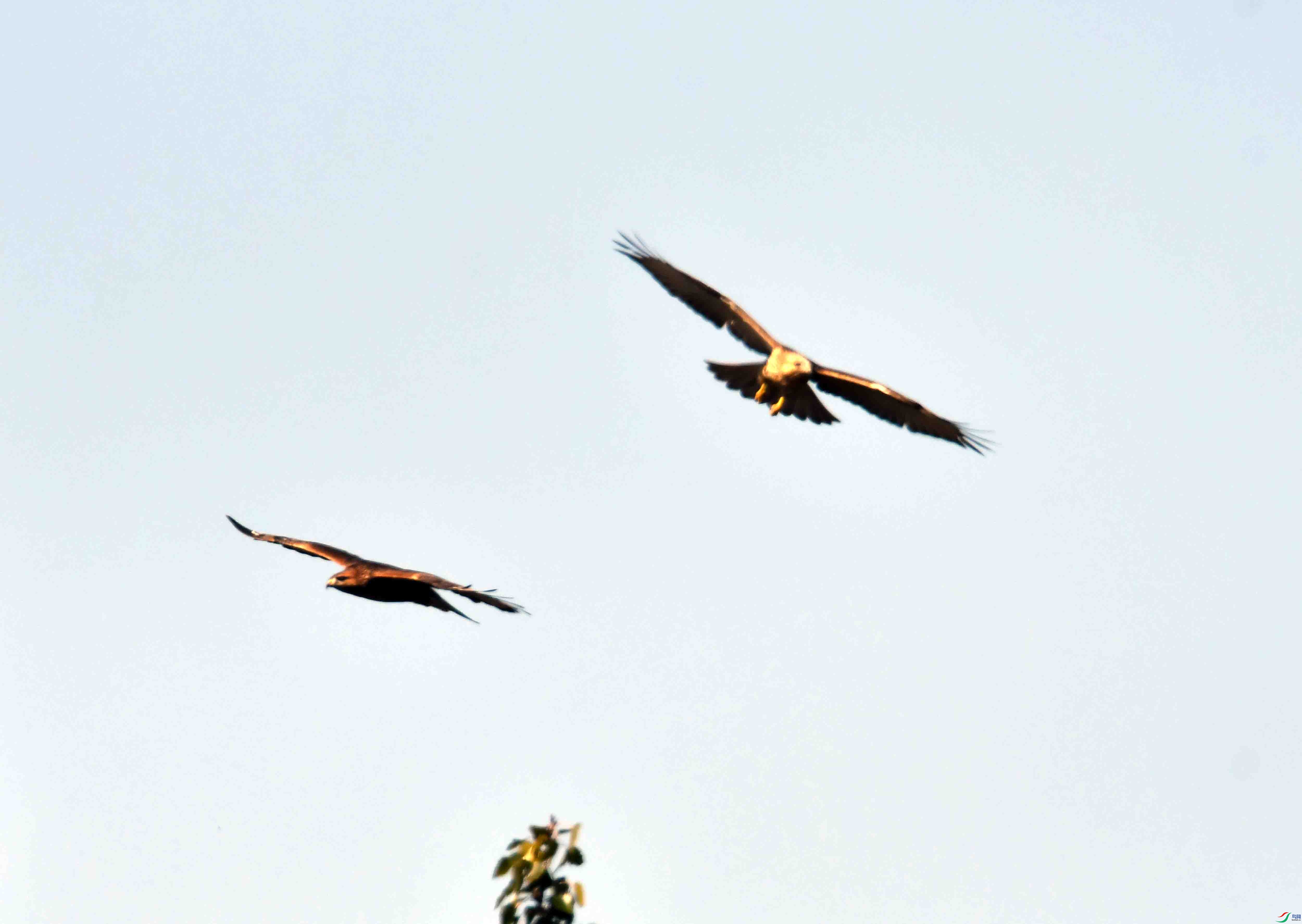 DSC_0458.JPG