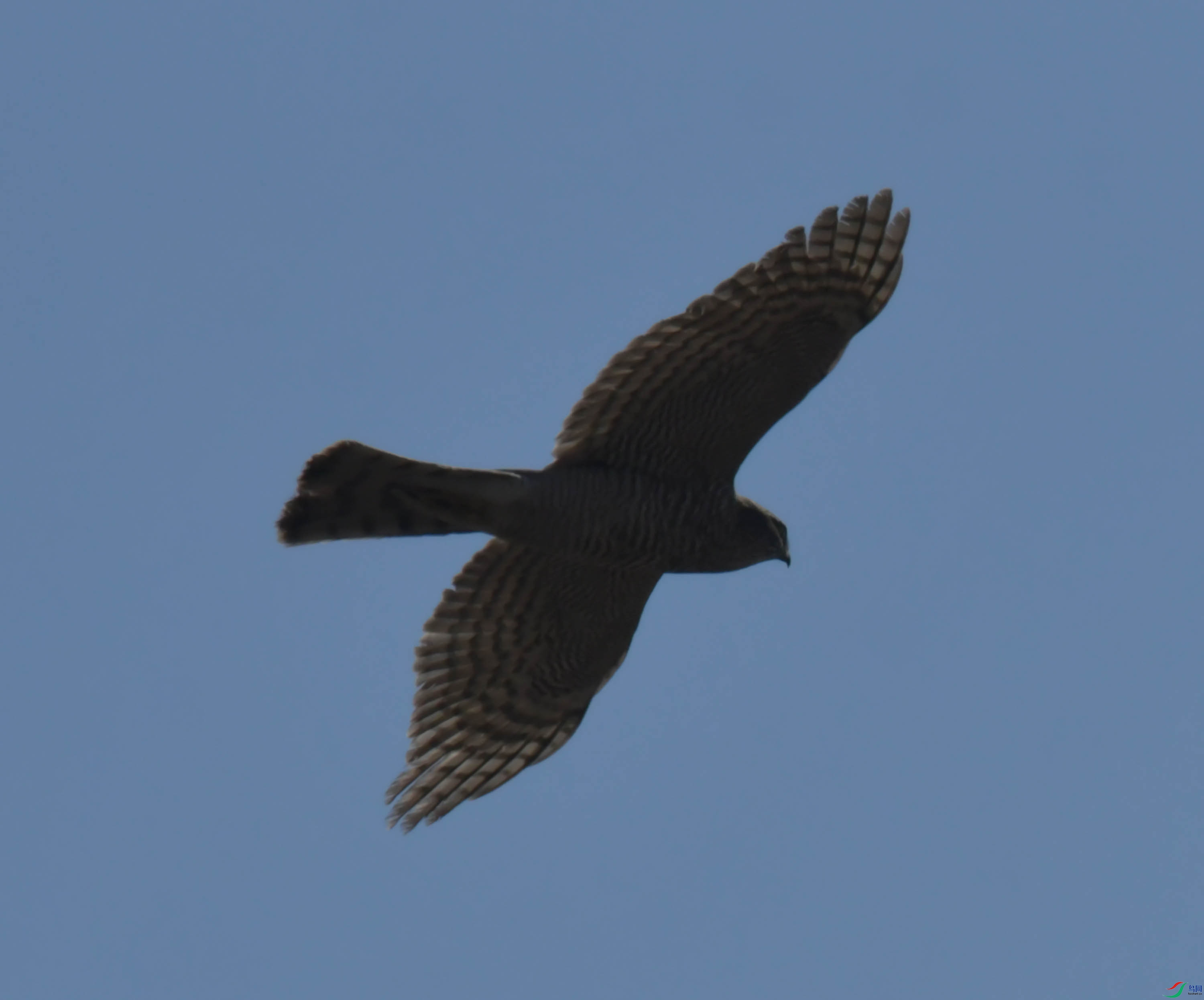 DSC_8293.JPG