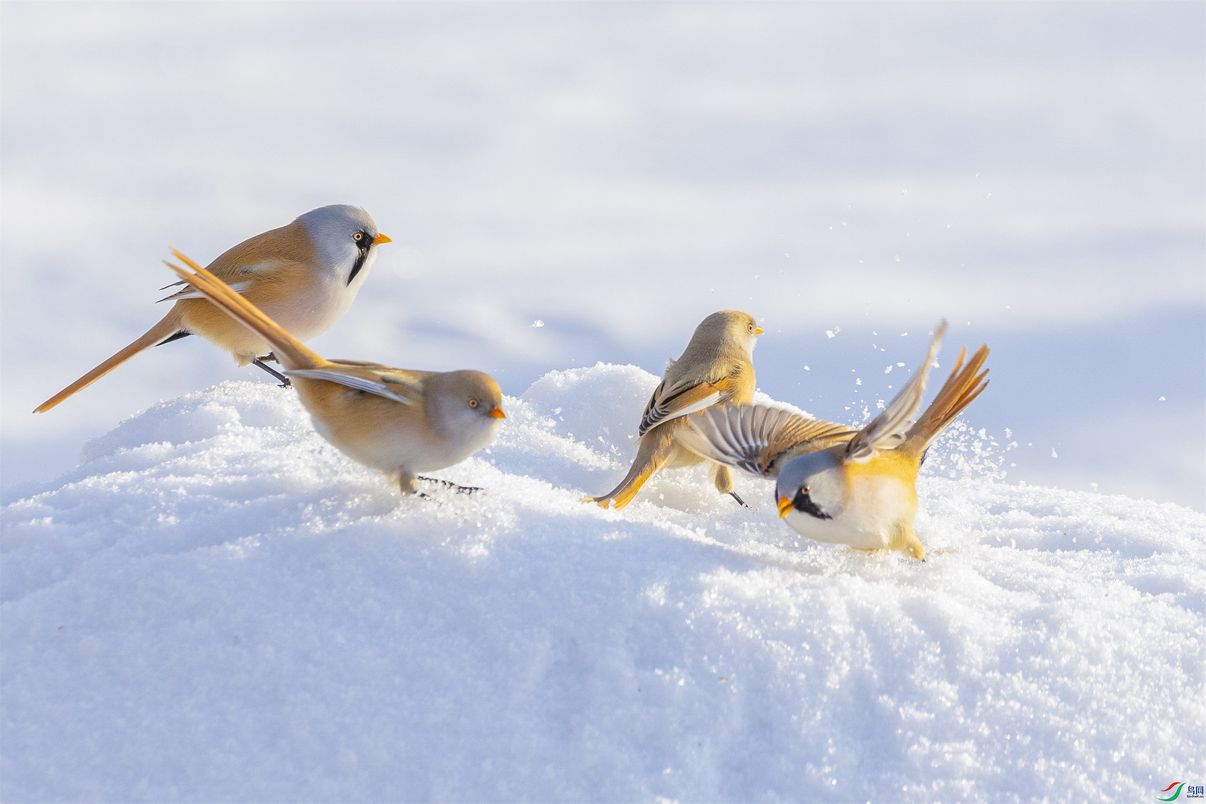 1K3A8221 ����1.jpg