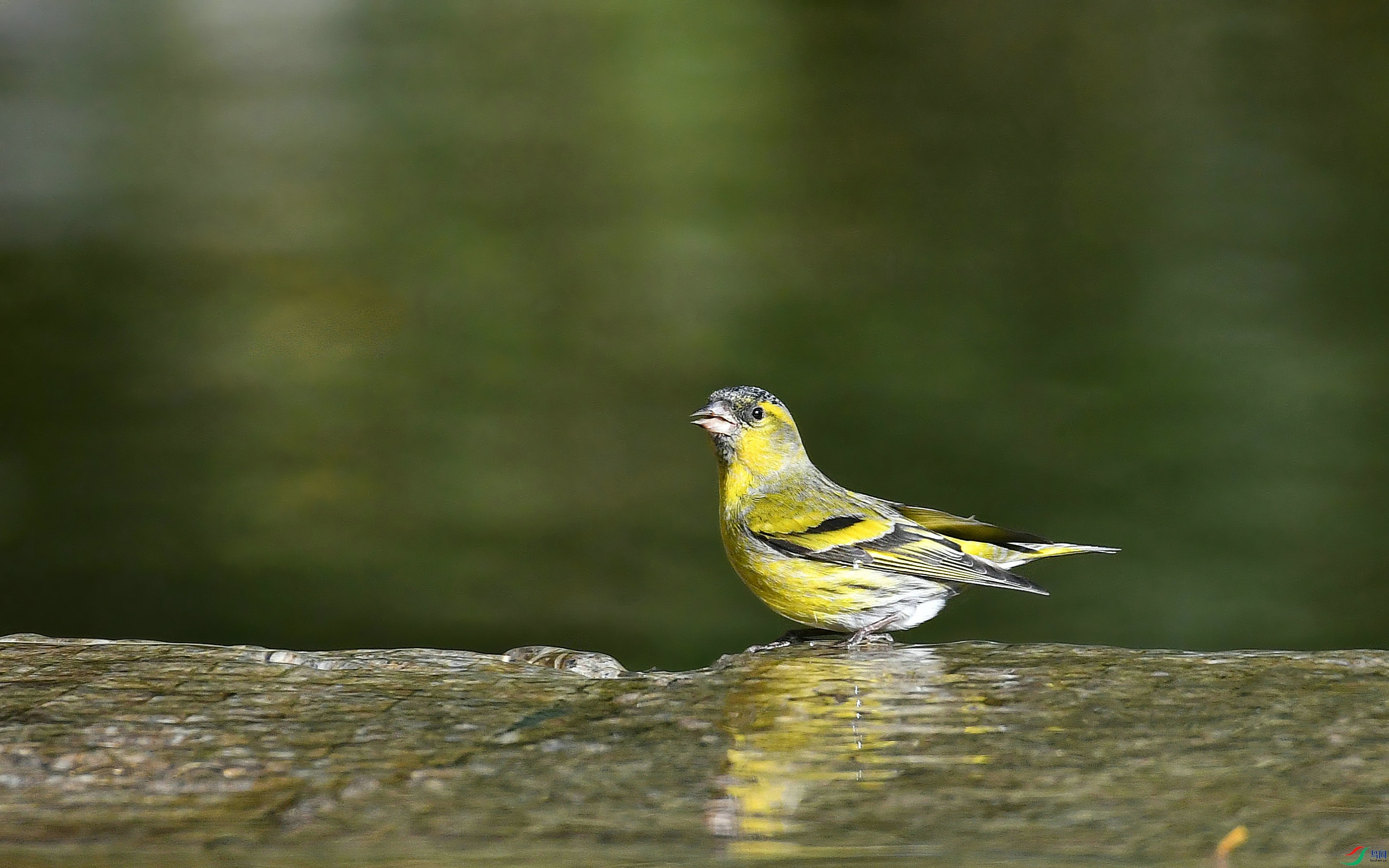 DSC_7771.JPG