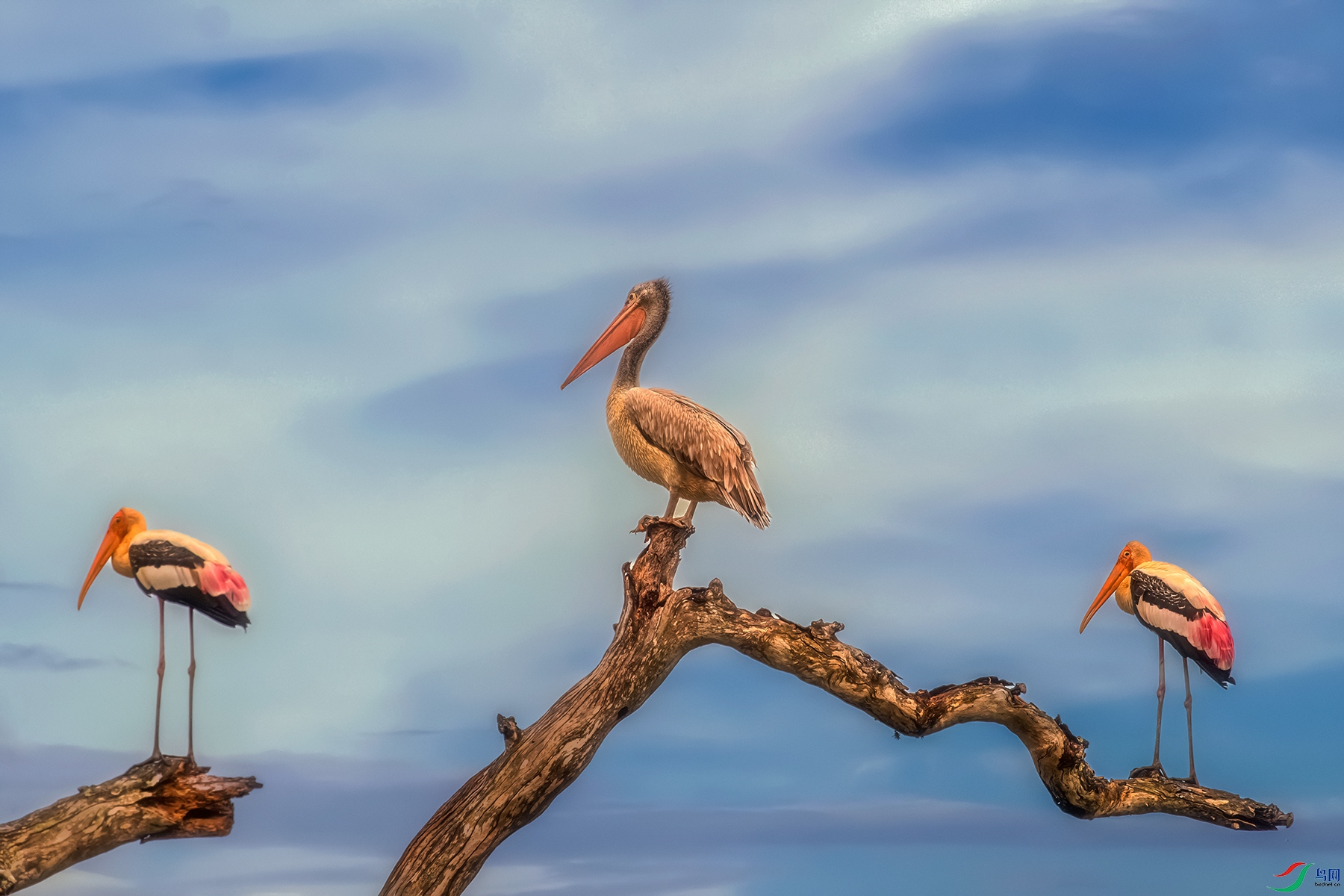 �������ɣ�����----���㶦��