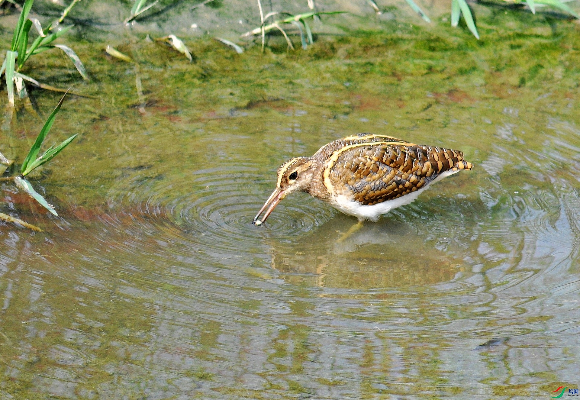 DSC_2391.jpg