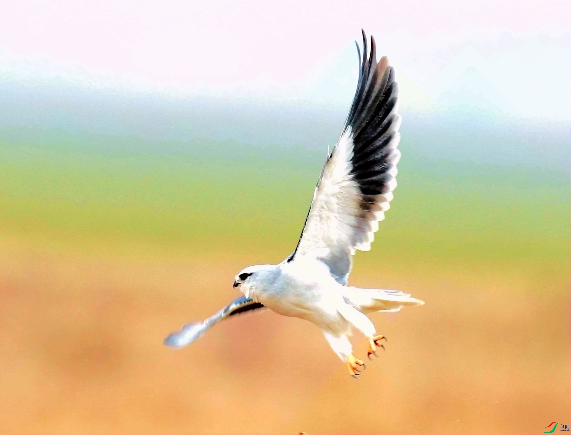 AK2Y9132_2000.jpg