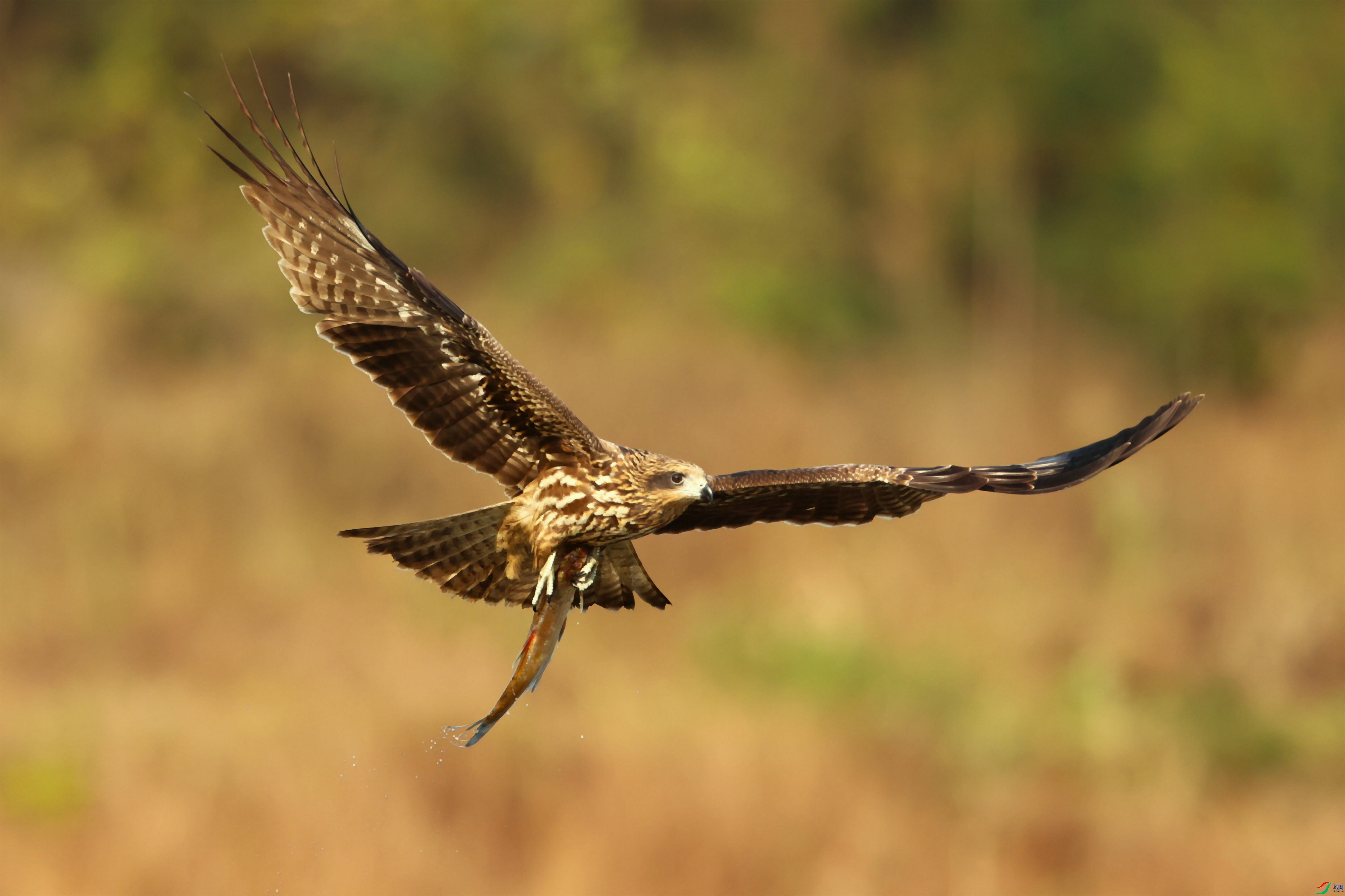 �ڶ��  2023-11-08 �����찲 ����ƺ 3A2073_����-01.jpg