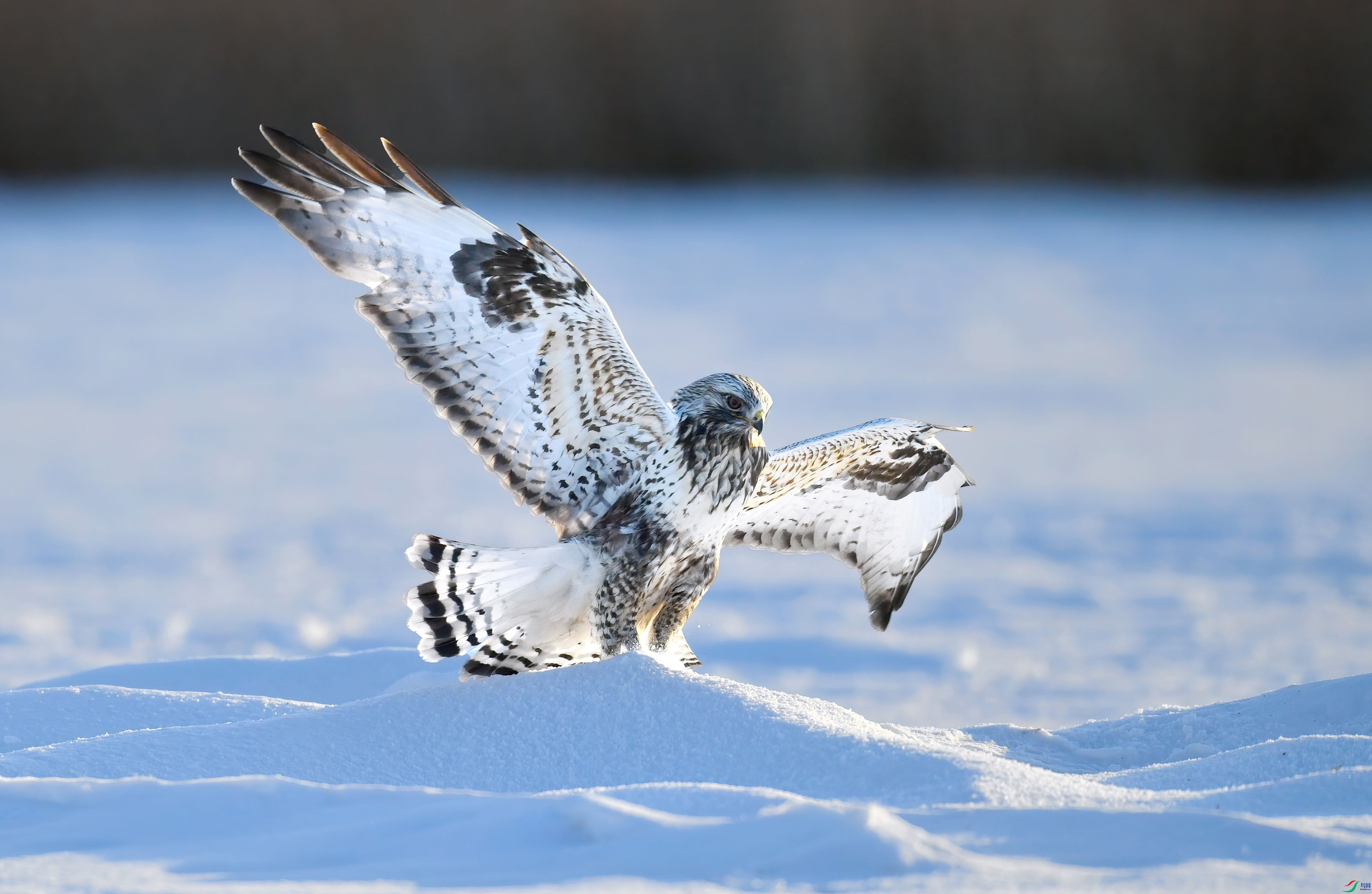 WZL_0597.jpg