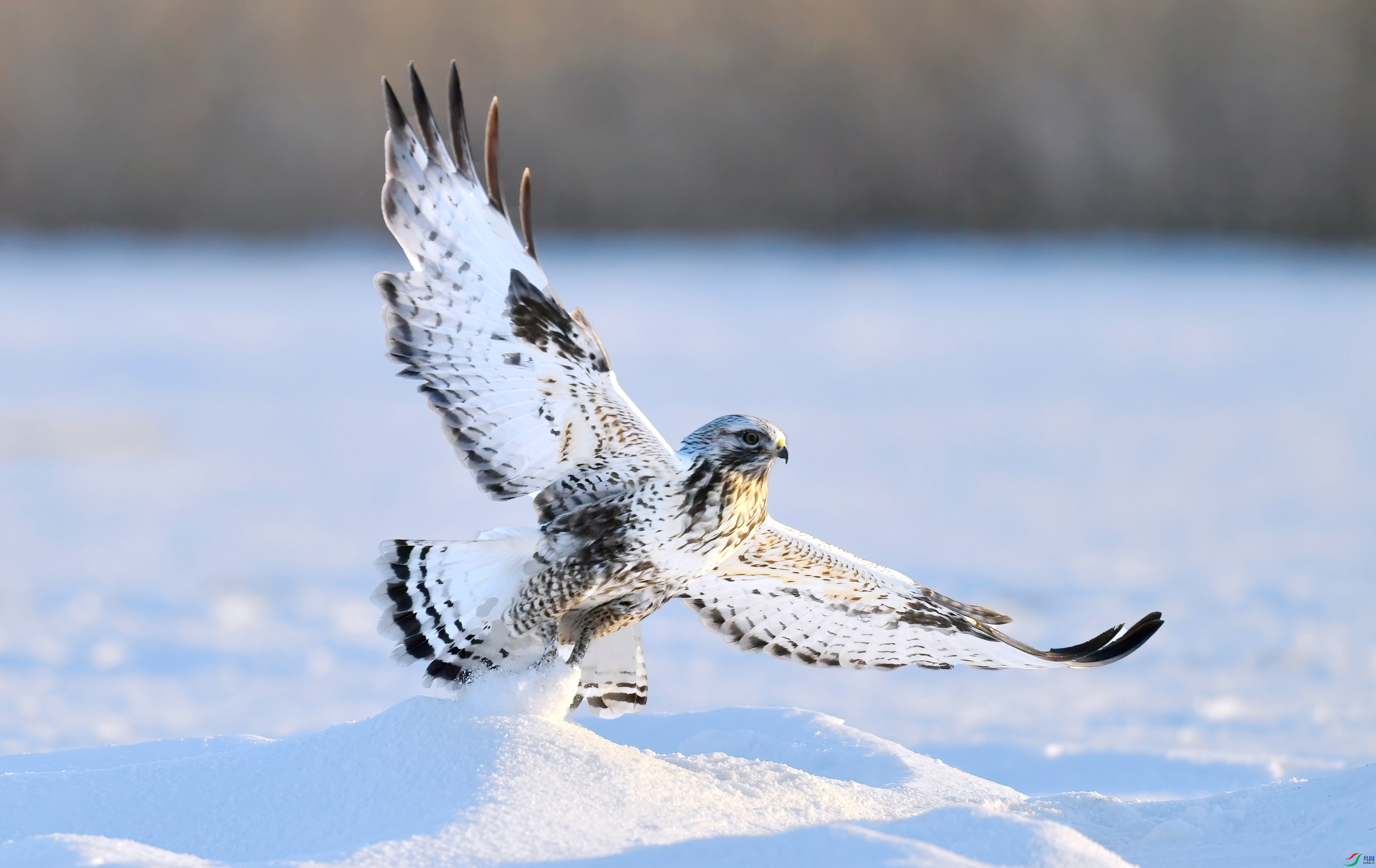 WZL_0641.jpg