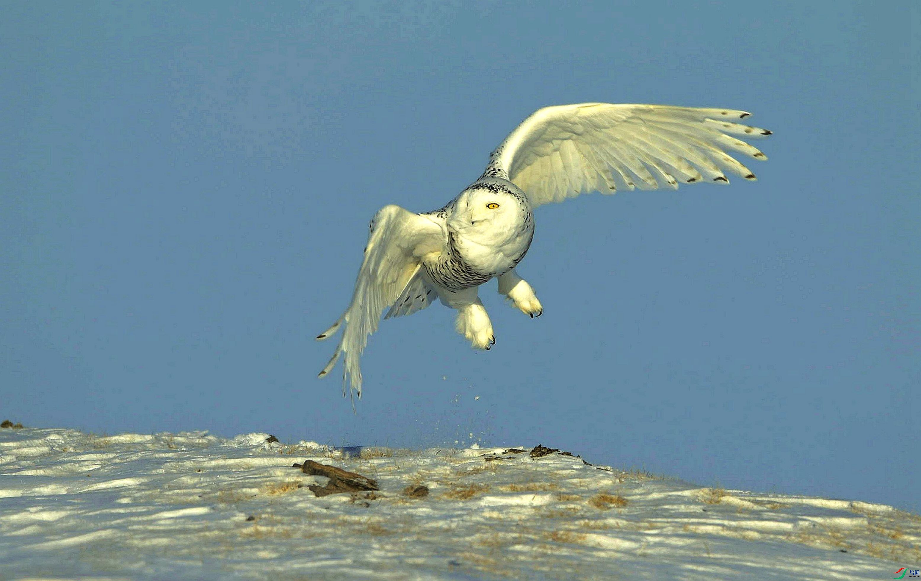 ���Ա�������