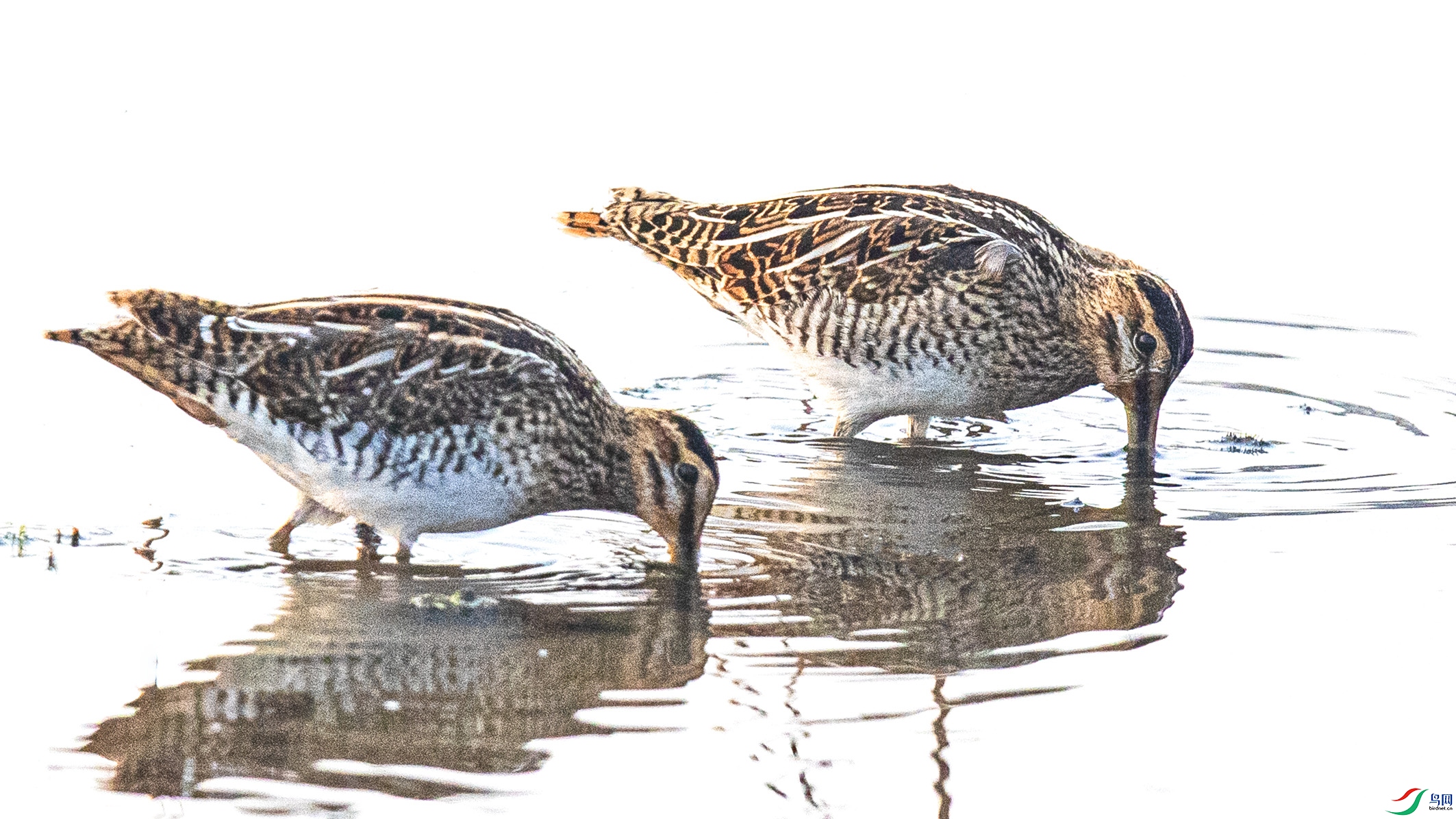 _90I8094 ����.jpg