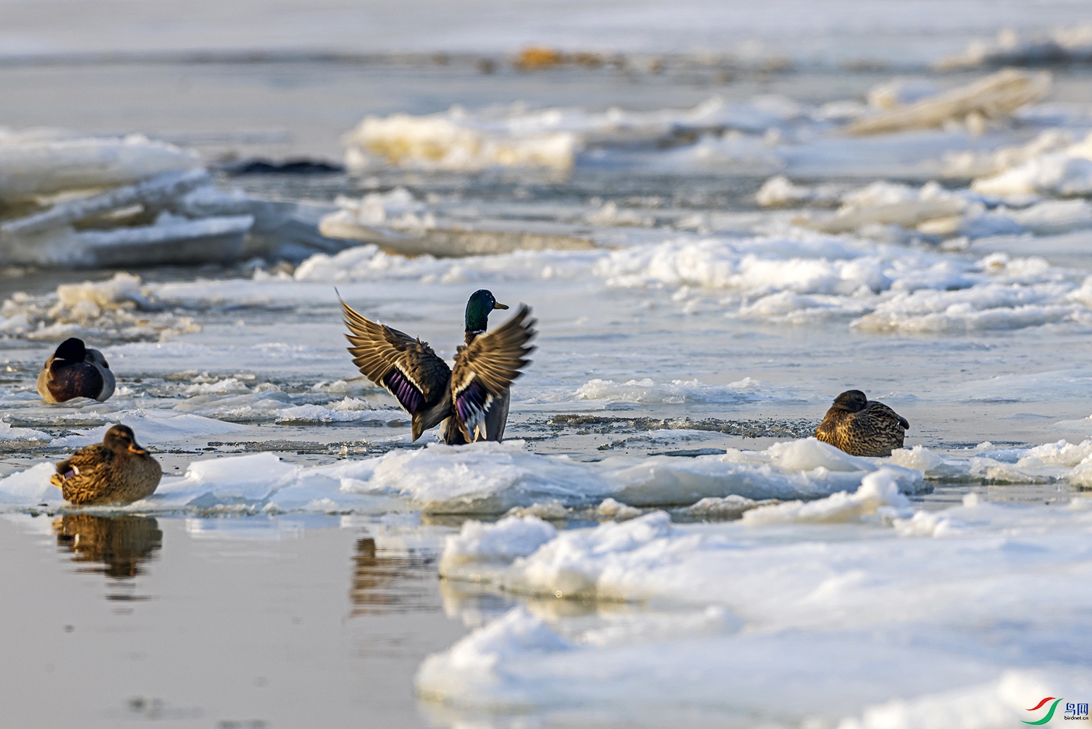 _5LM3247a.jpg