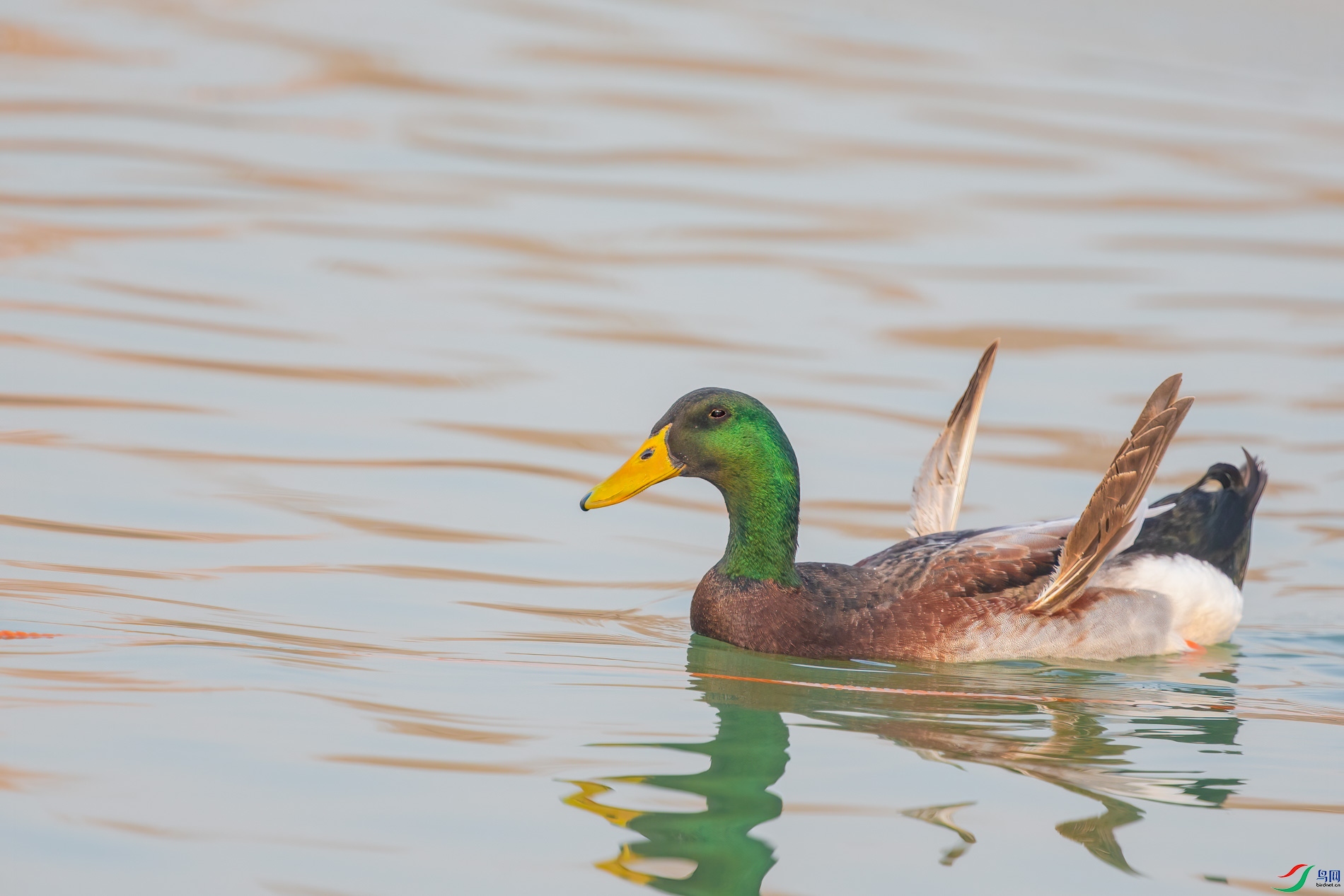 AQ4P0130-1.jpg