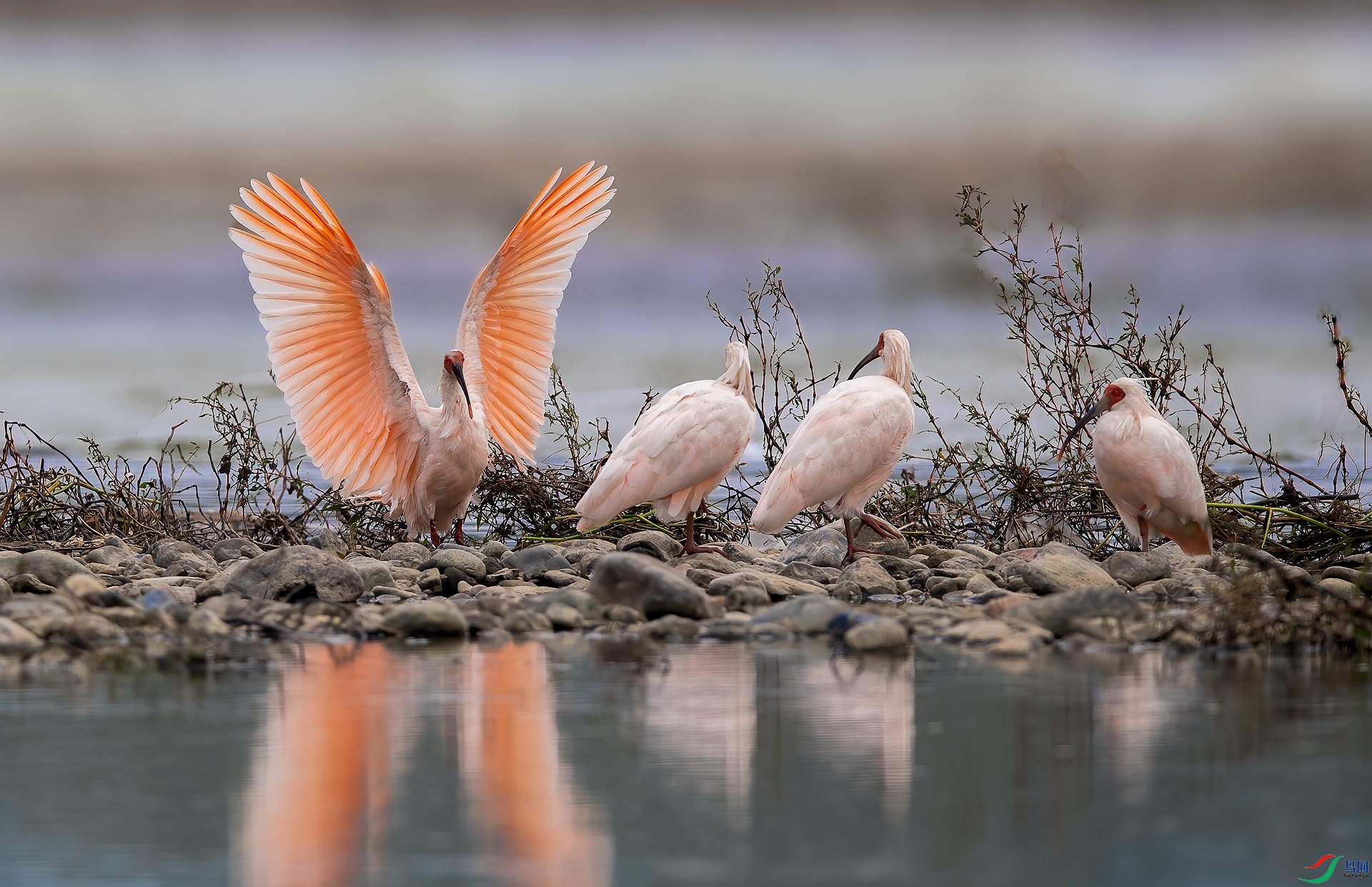 DSC_0189 ����_����.jpg