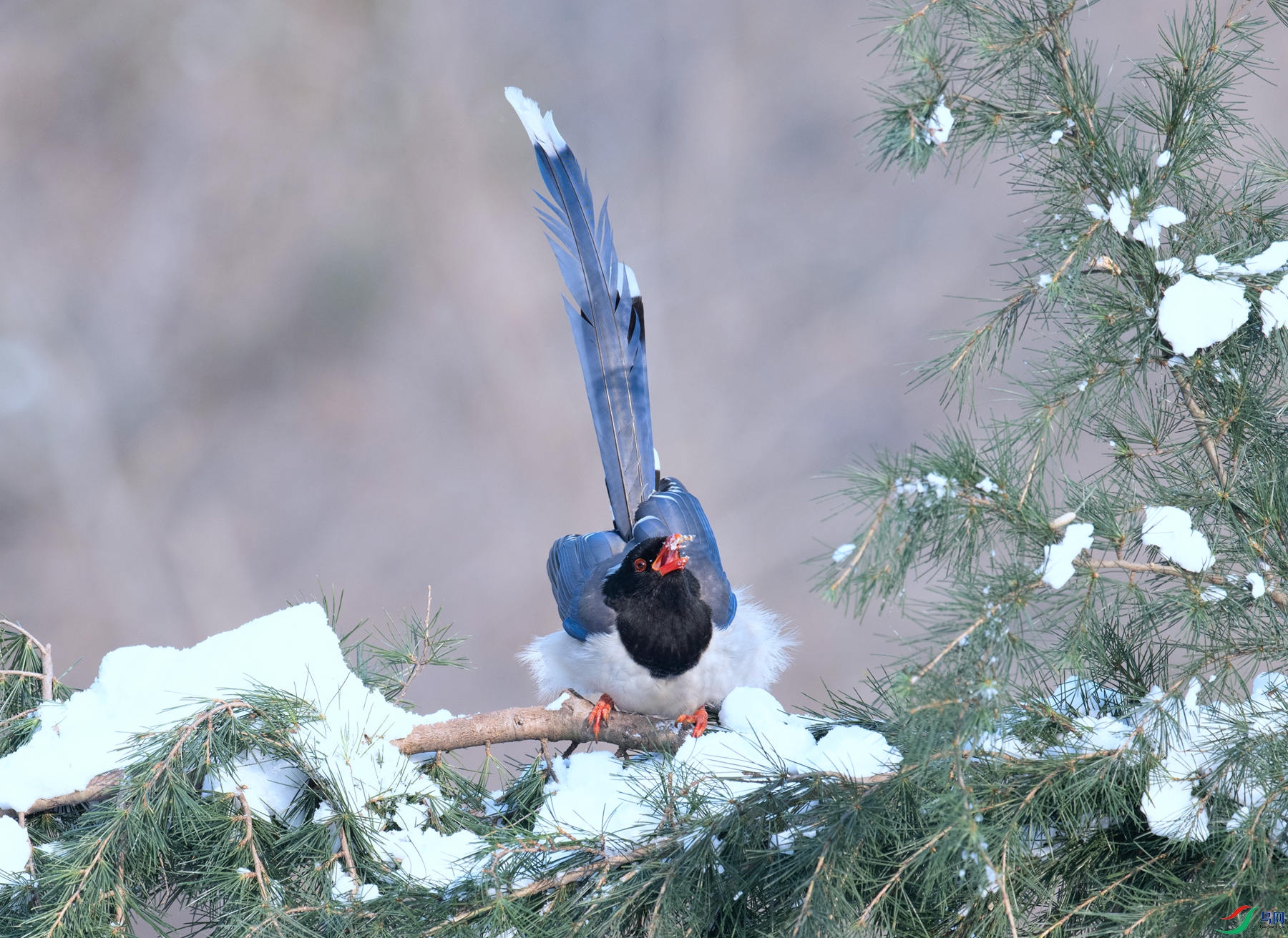 DSC_0439 ����_����.jpg