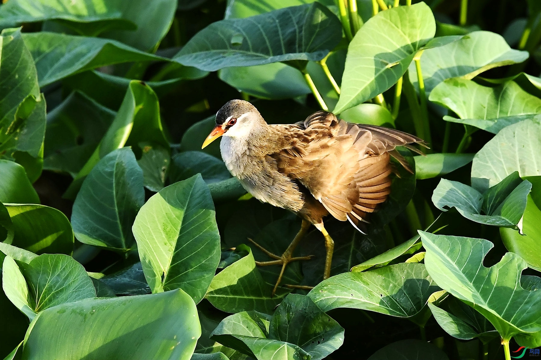 DSC_4447_����.jpg