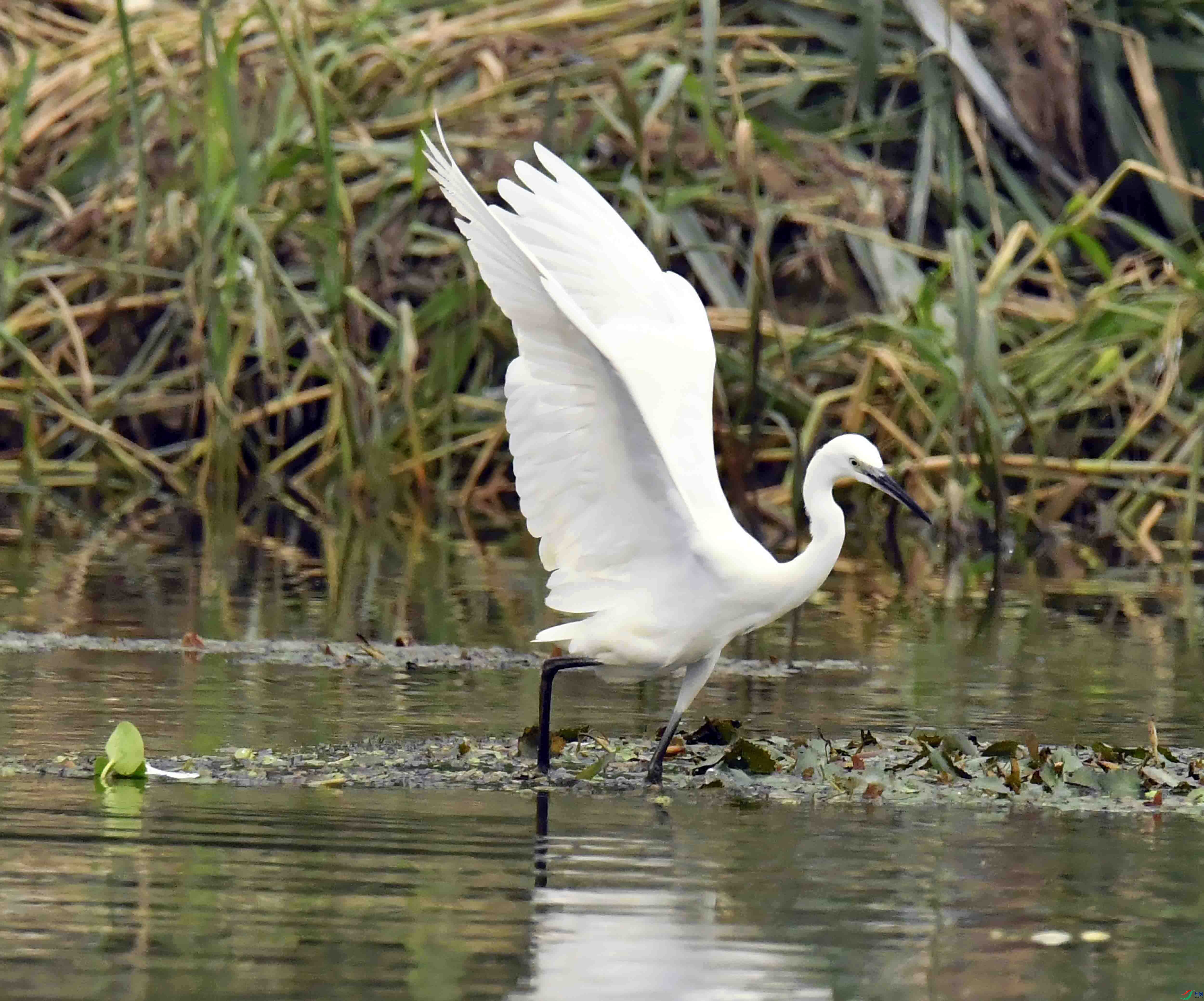 DSC_6982.JPG