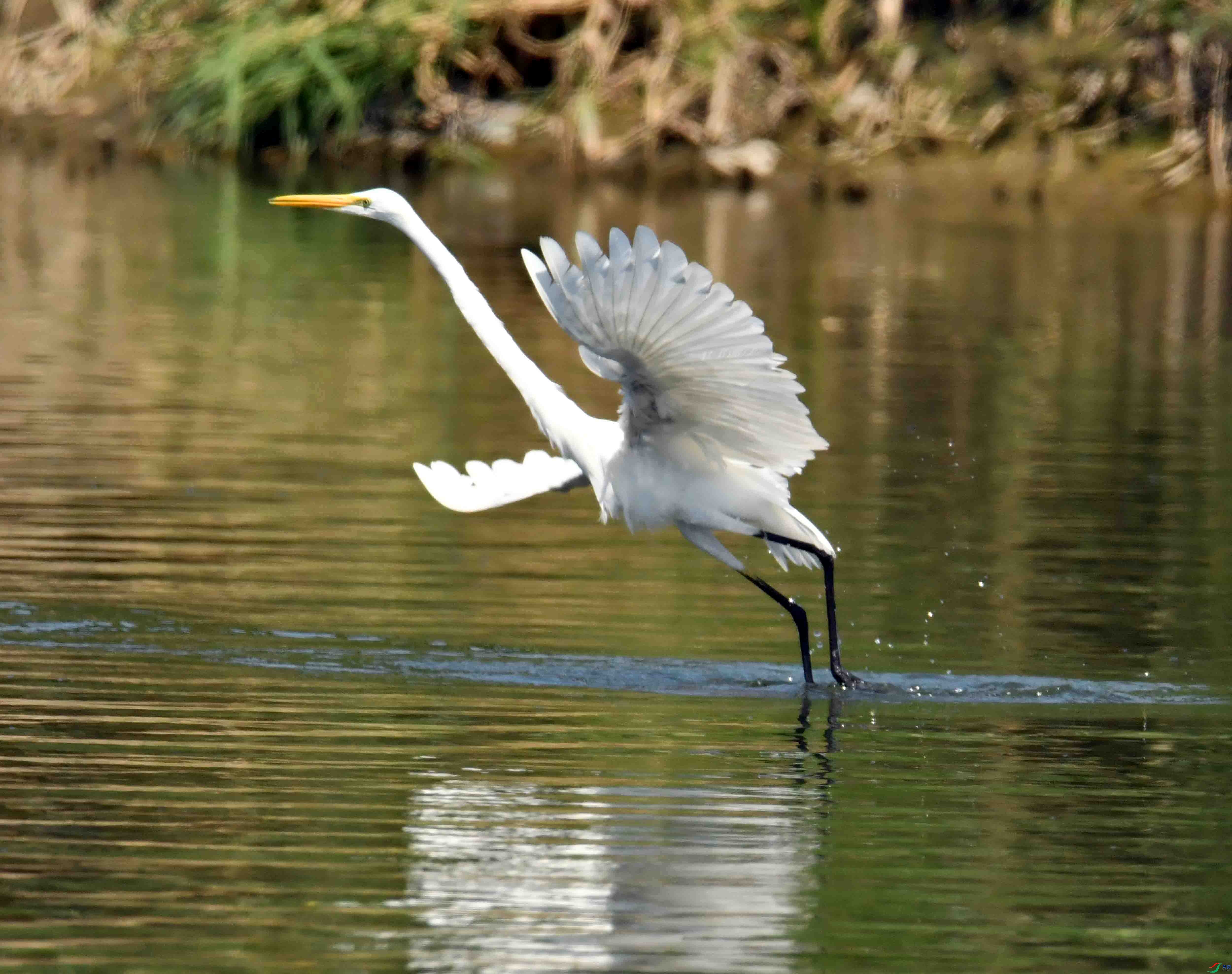 DSC_8762.JPG