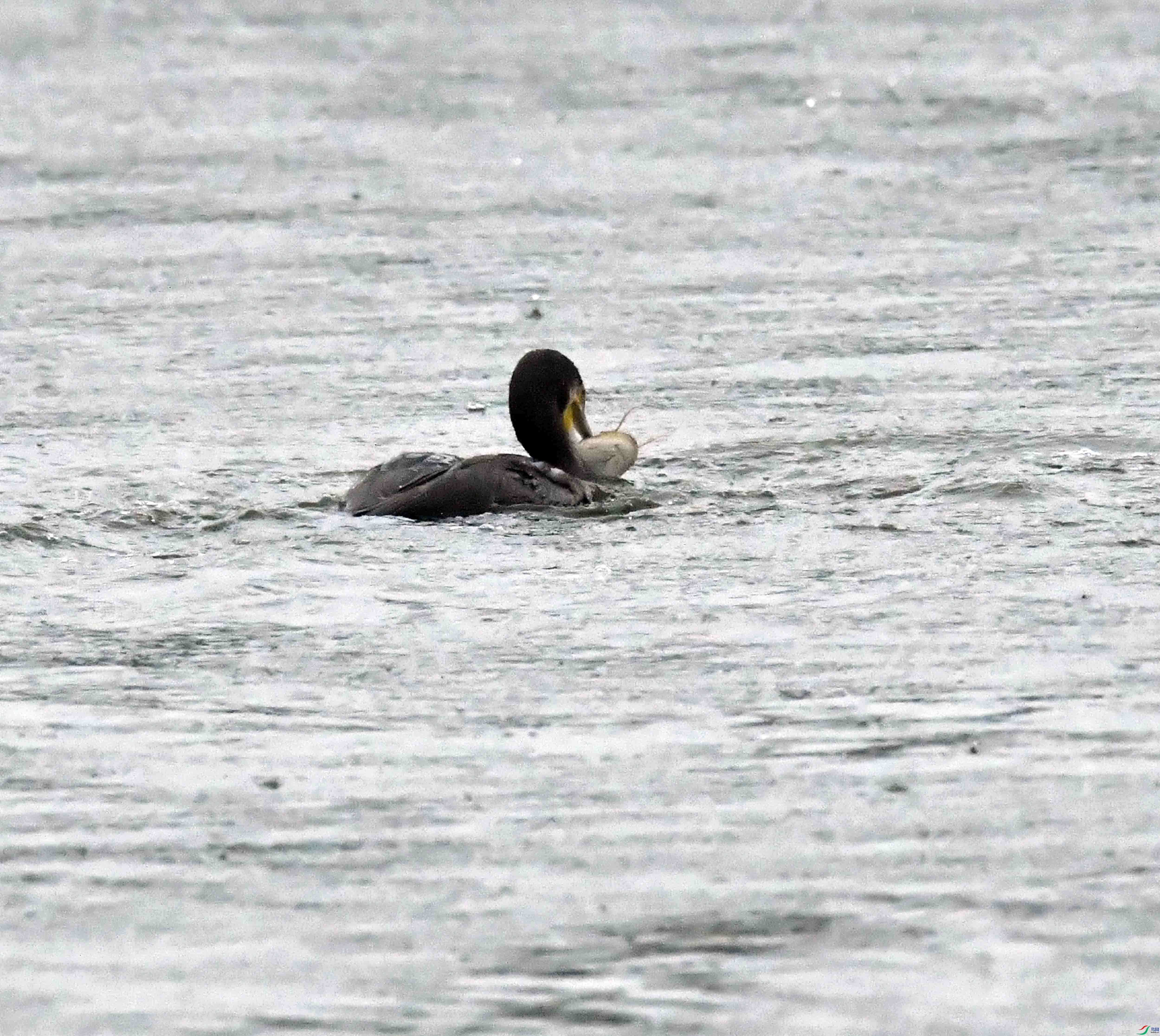 DSC_2006.JPG