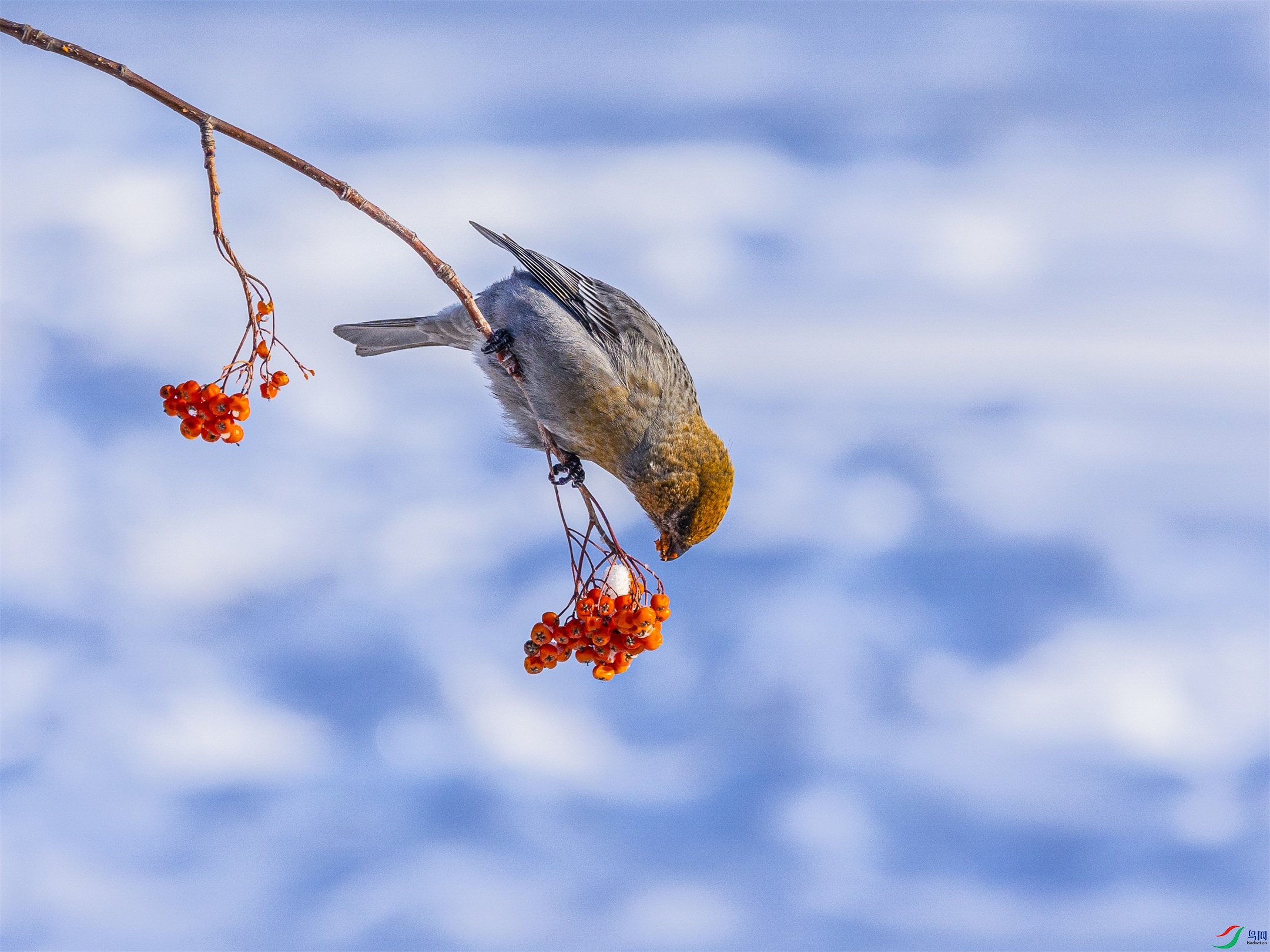 1K3A8615 ����1.jpg