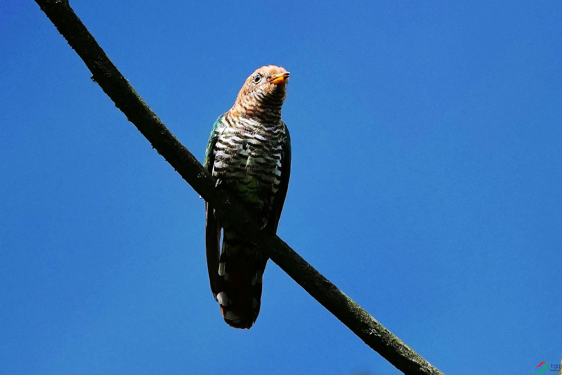DSC_6233_����.jpg