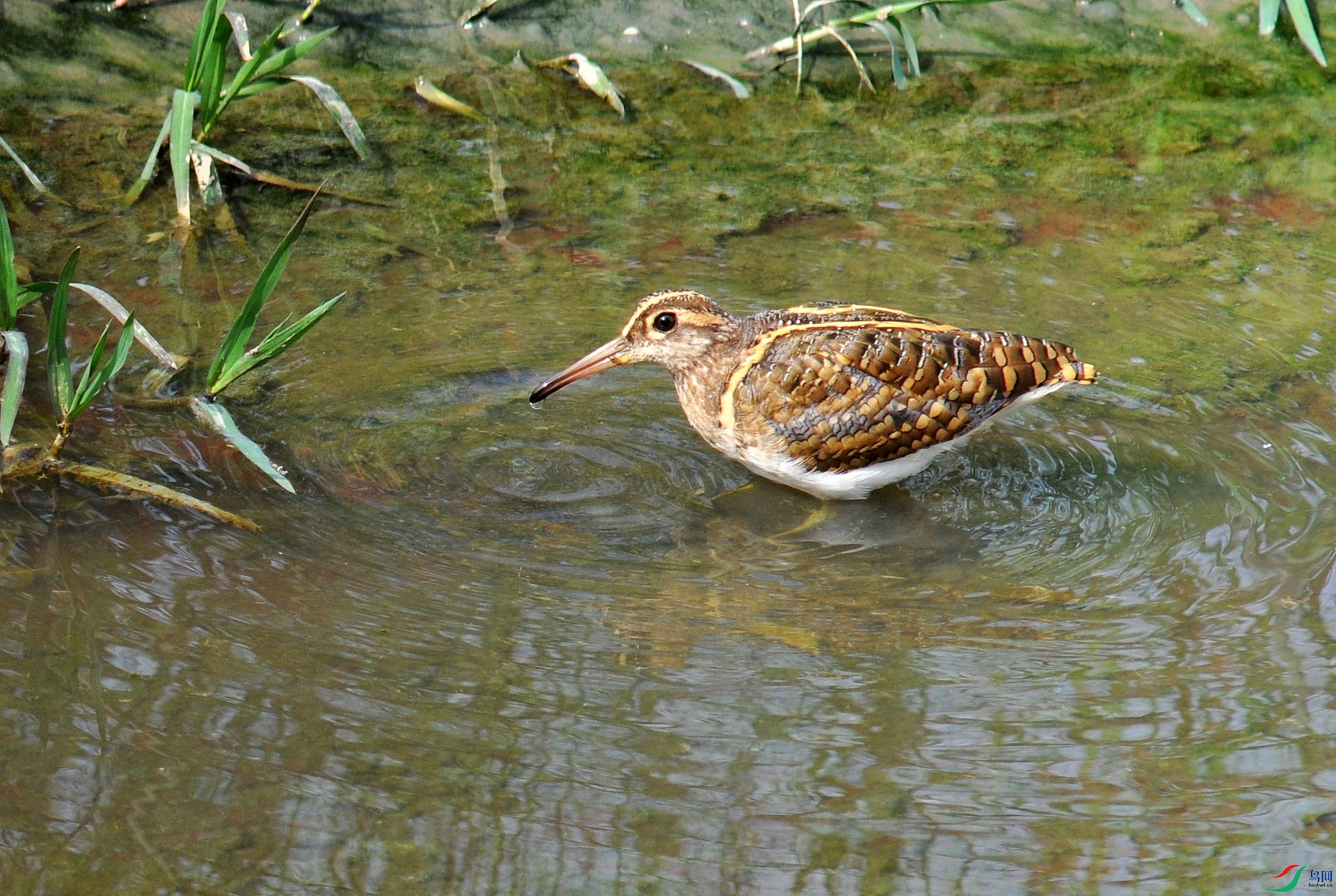 DSC_2395.jpg