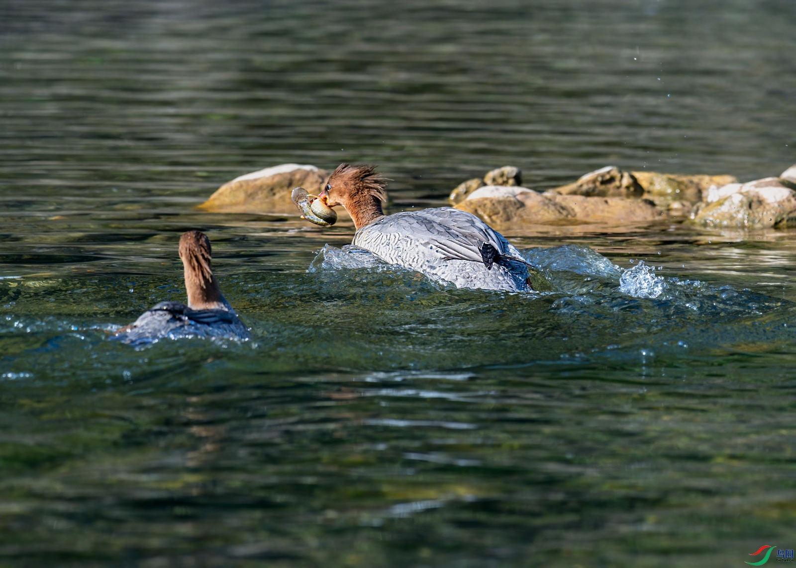 DSC_2014.jpg