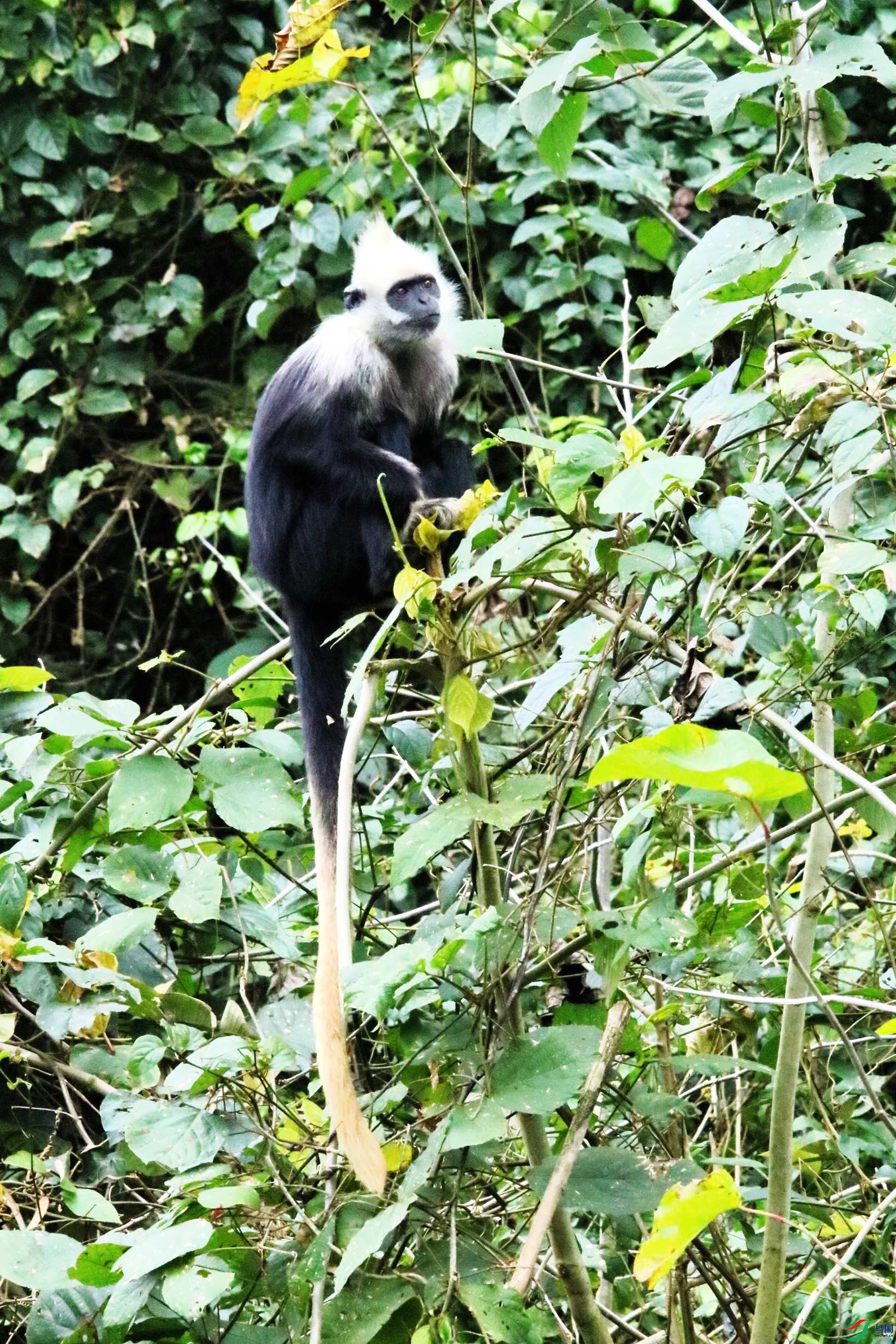 ��ͷҶ�� (9).JPG