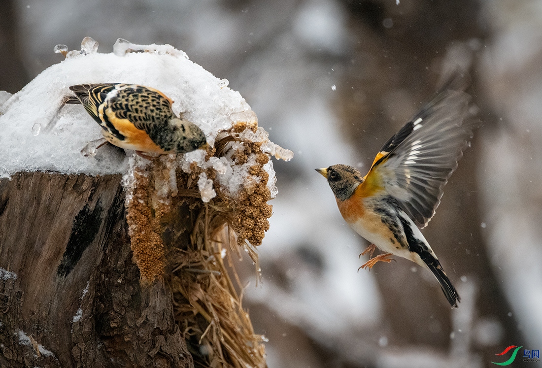 DSC_0392A.jpg