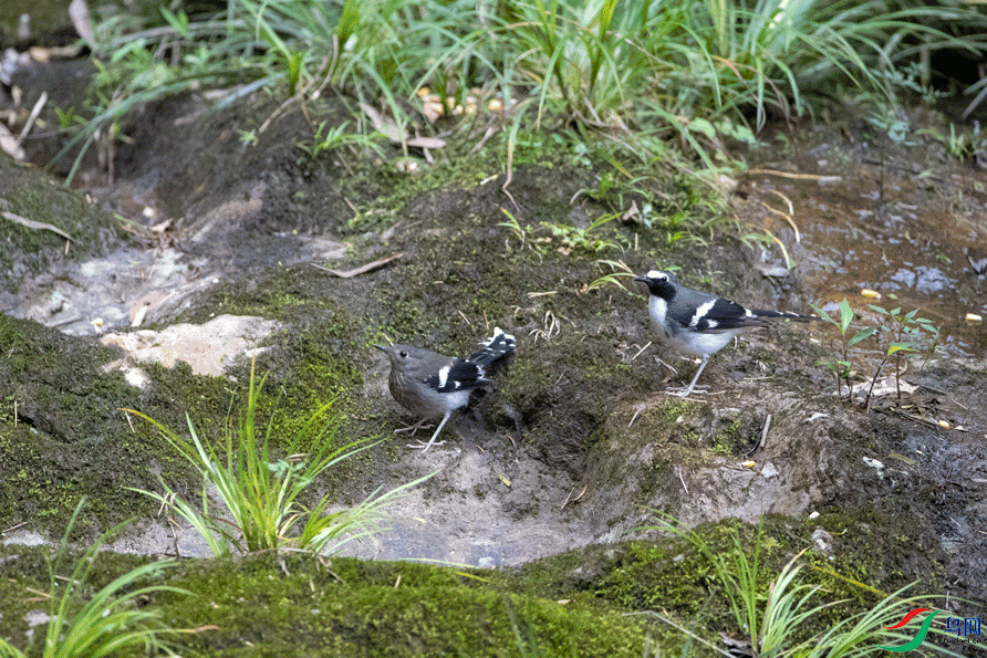 IMG_0052.gif