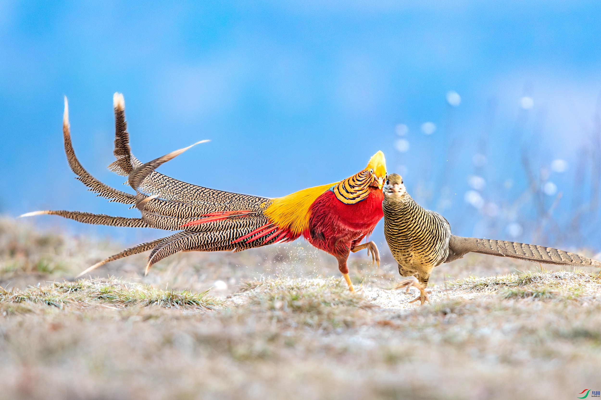 3S5A0704-����ǿ-NR ����.jpg