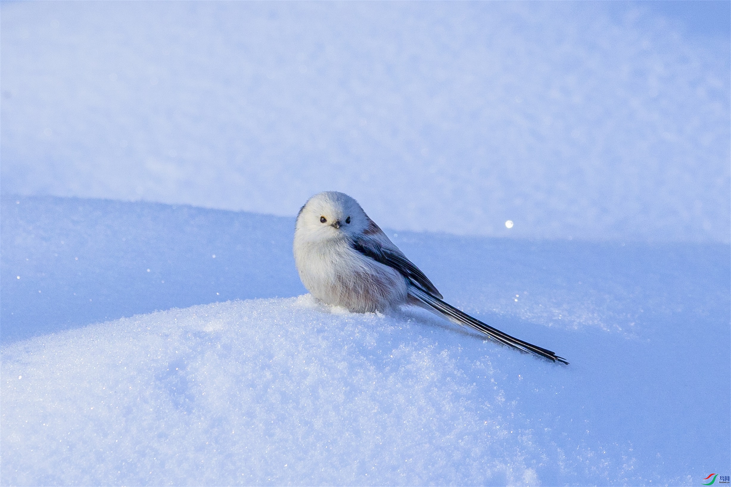 1K3A5611 ����1.jpg