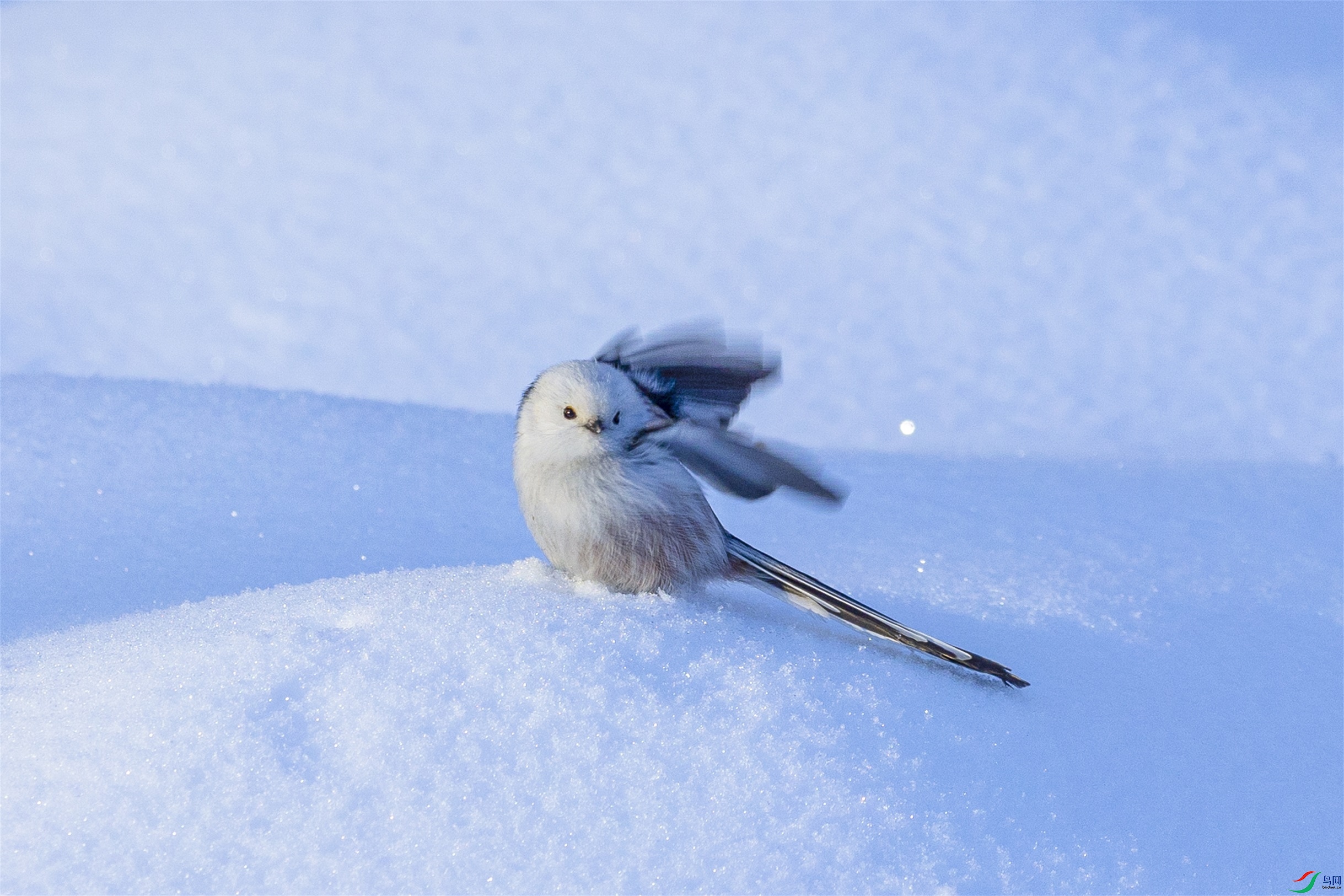 1K3A5613 ����1.jpg