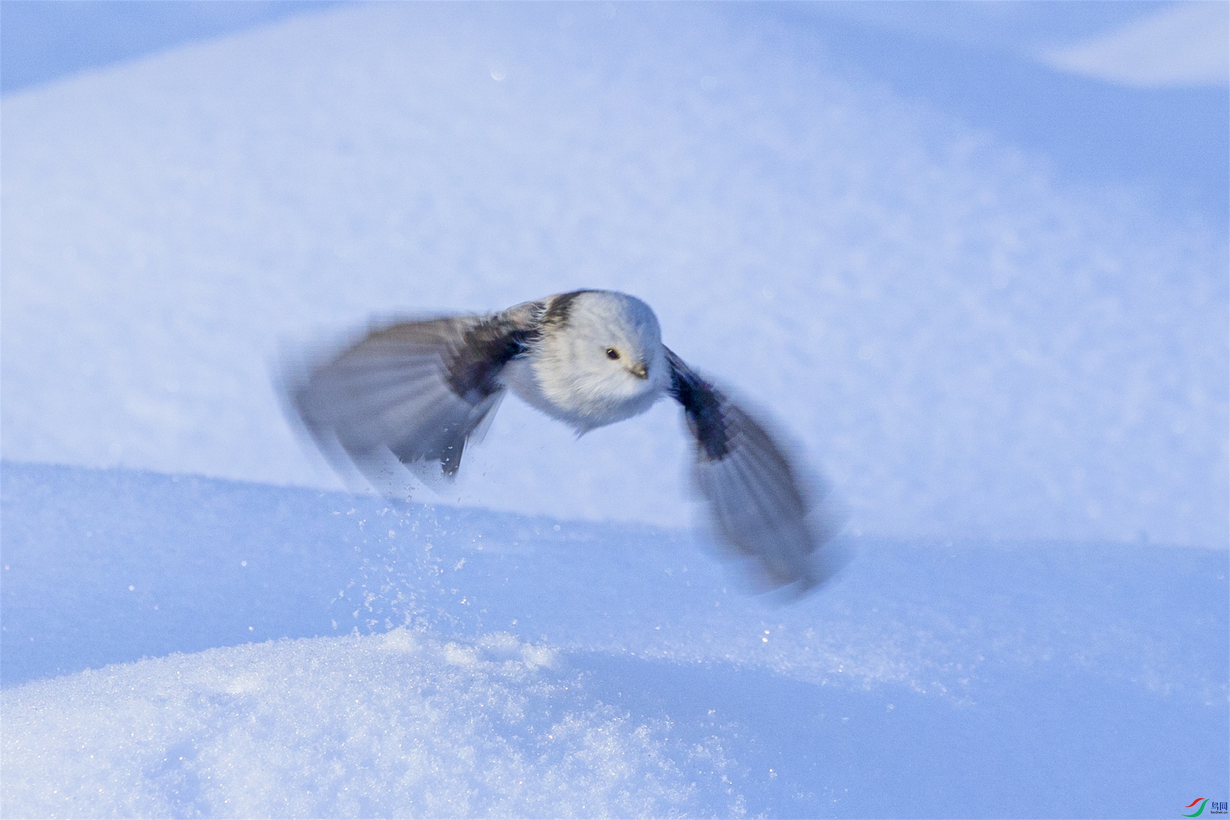 1K3A5615 ����1.jpg