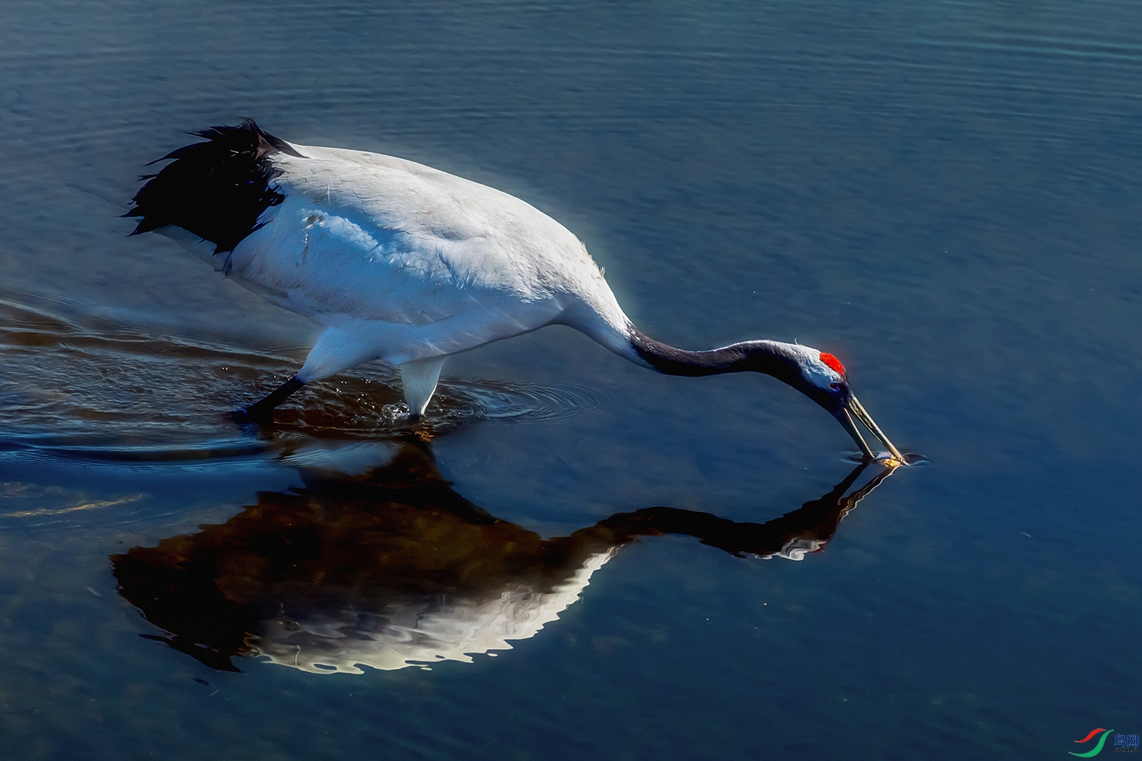 ������----��ζ���