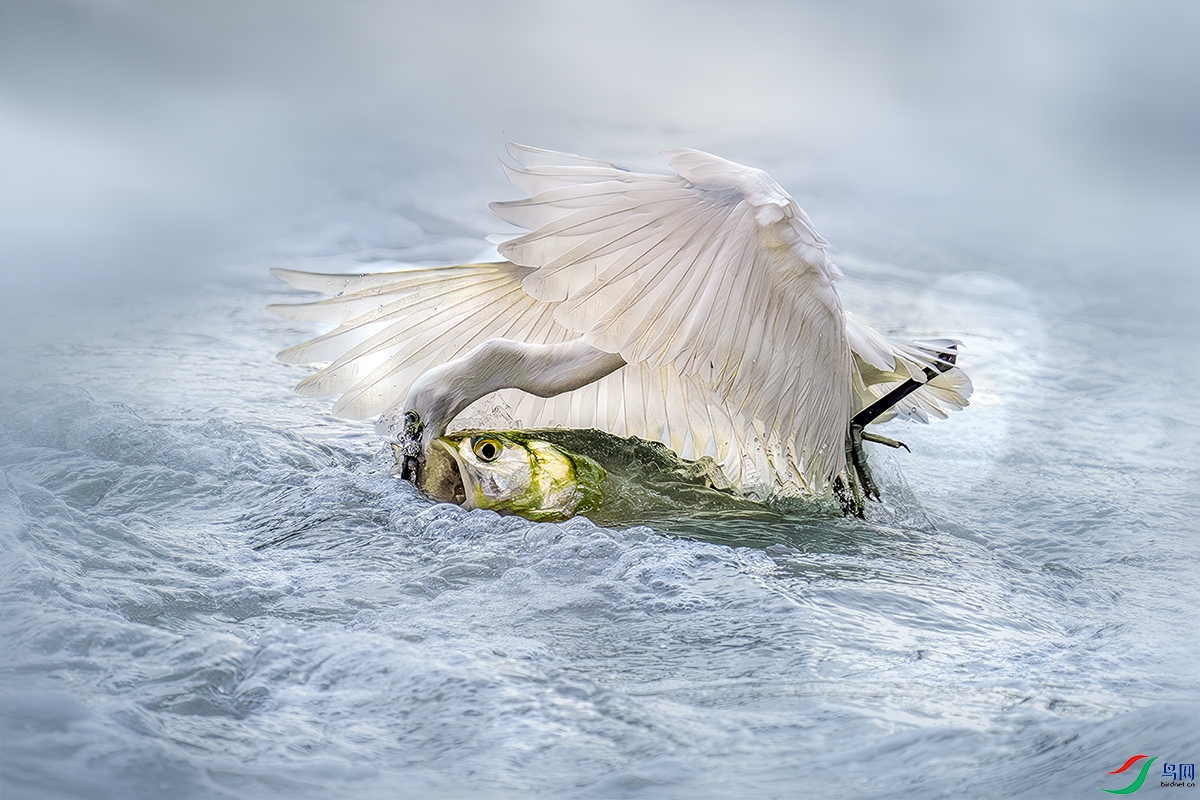 LZW03123-����ǿ-NR ����.jpg